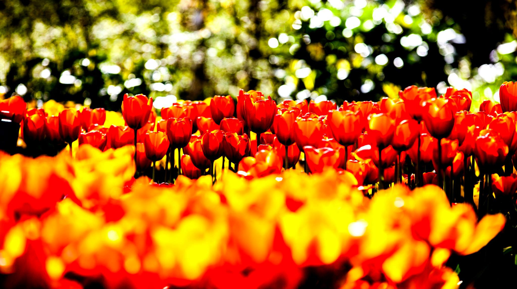 12.Keukenhof — 8 000 000…. Путешествия в формате 360......