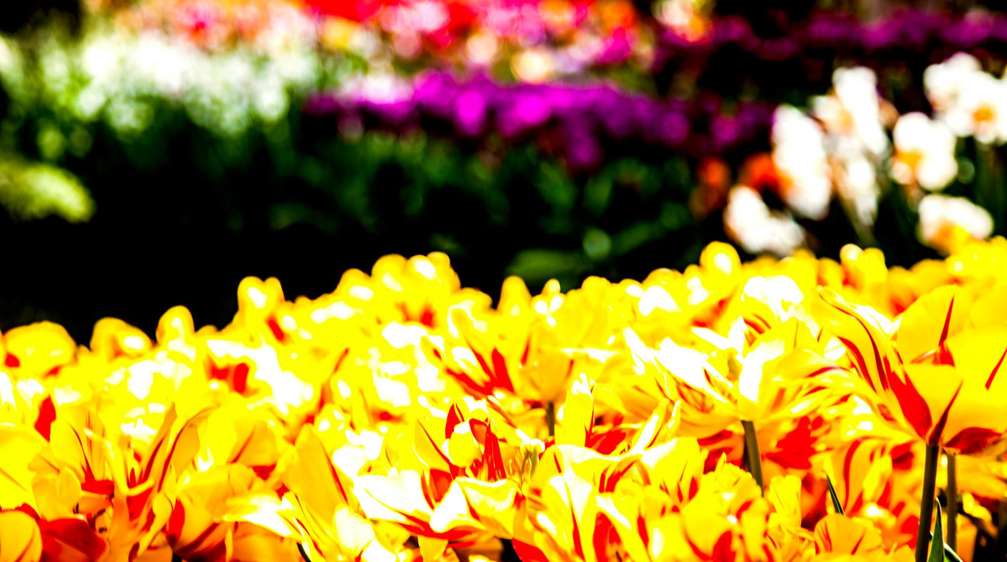 12.Keukenhof — 8 000 000…. Путешествия в формате 360......