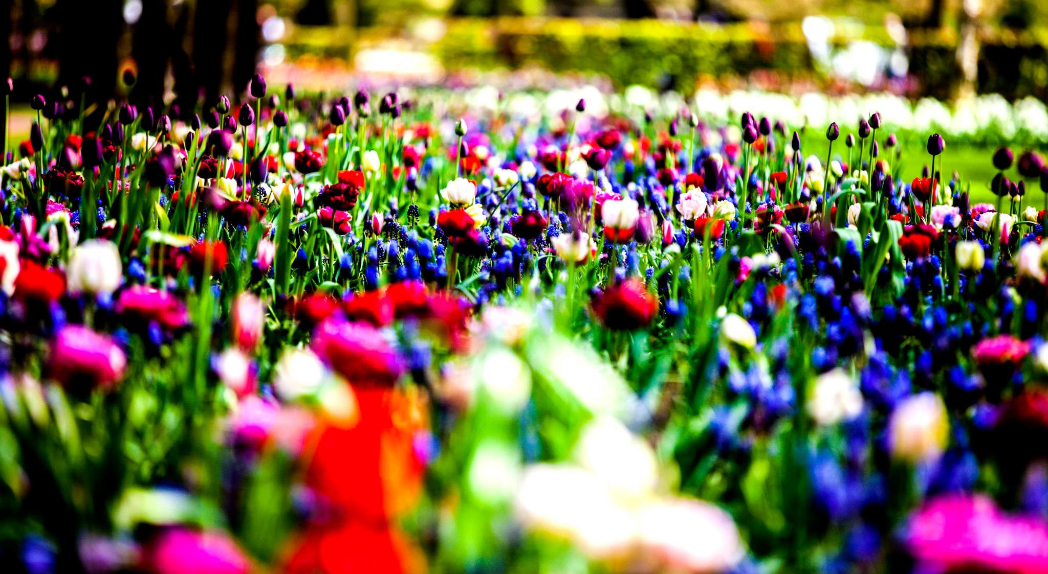 12.Keukenhof — 8 000 000…. Путешествия в формате 360......