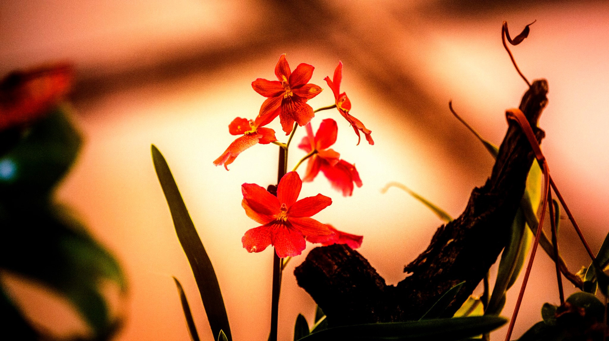 23.Orchids.Drezden. Путешествия в формате 360......