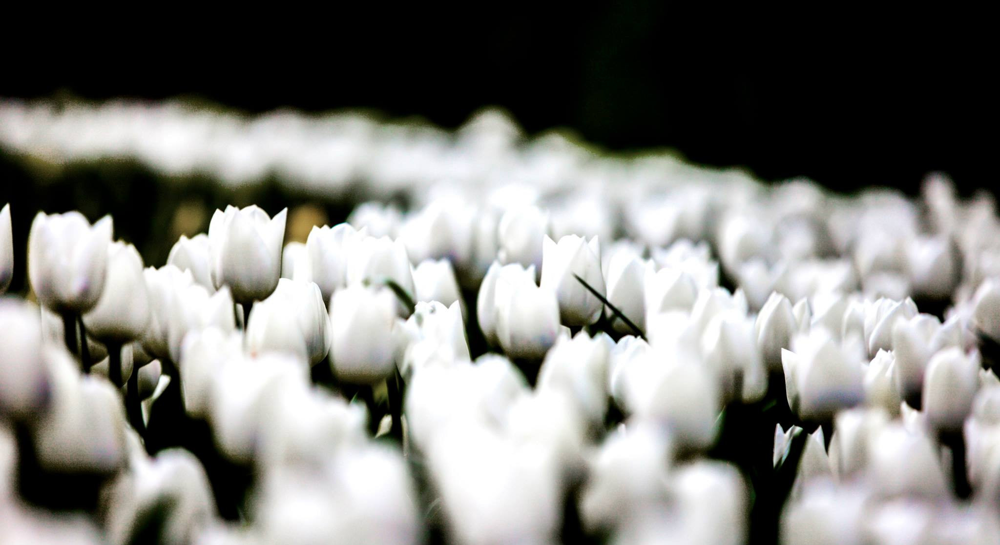 12.Keukenhof — 8 000 000…. Путешествия в формате 360......