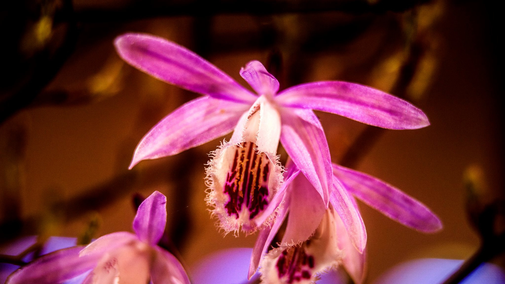 23.Orchids.Drezden. Путешествия в формате 360......