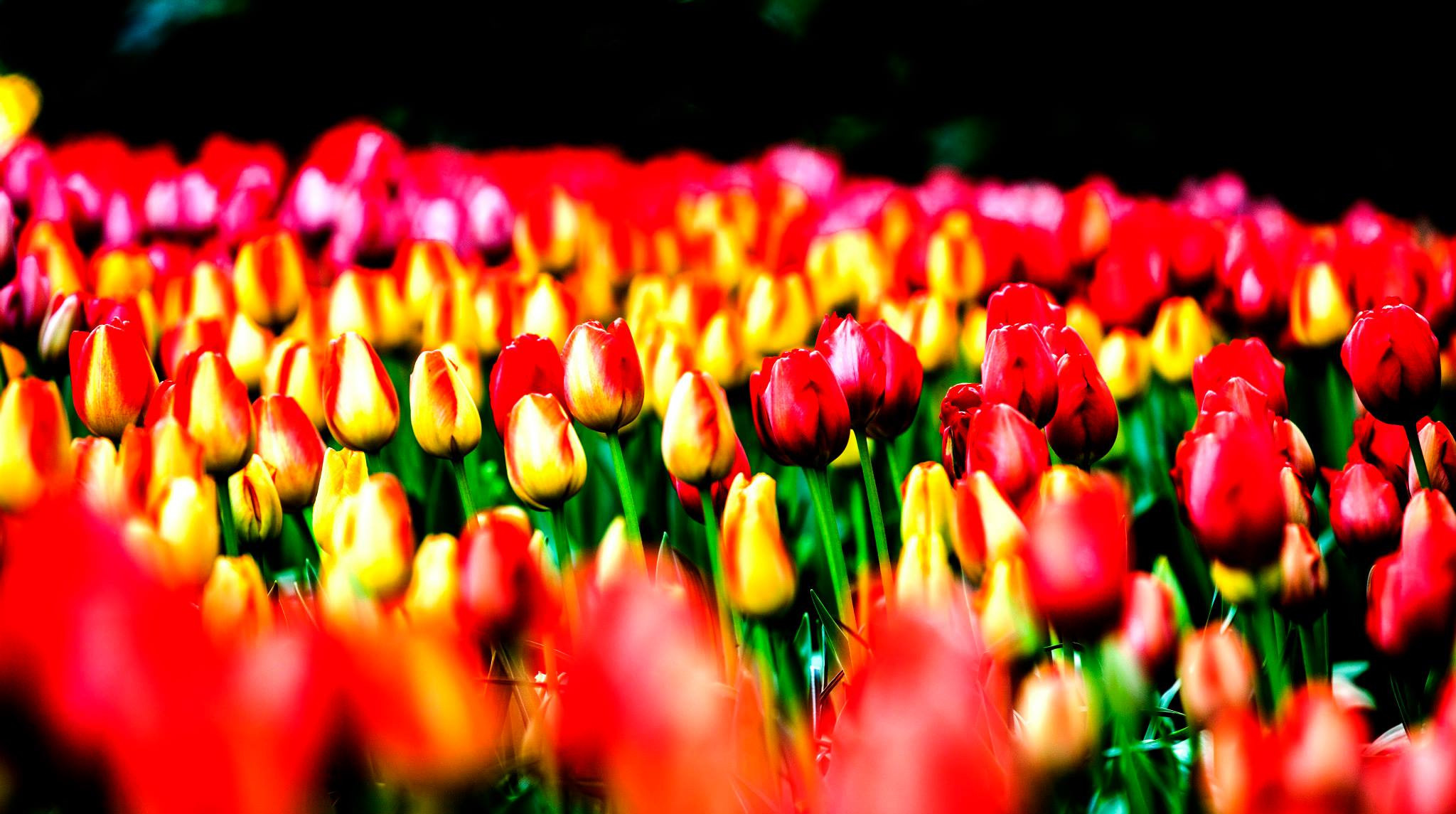 12.Keukenhof — 8 000 000…. Путешествия в формате 360......
