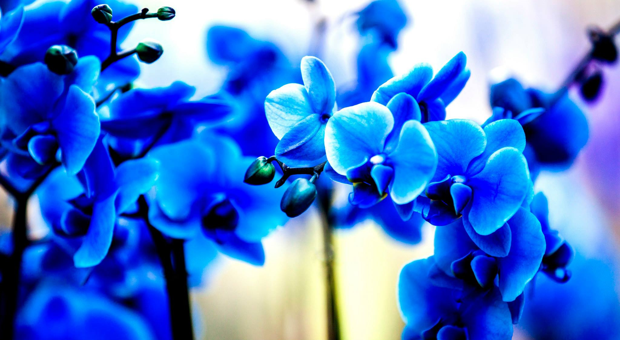 12.Keukenhof — 8 000 000…. Путешествия в формате 360......