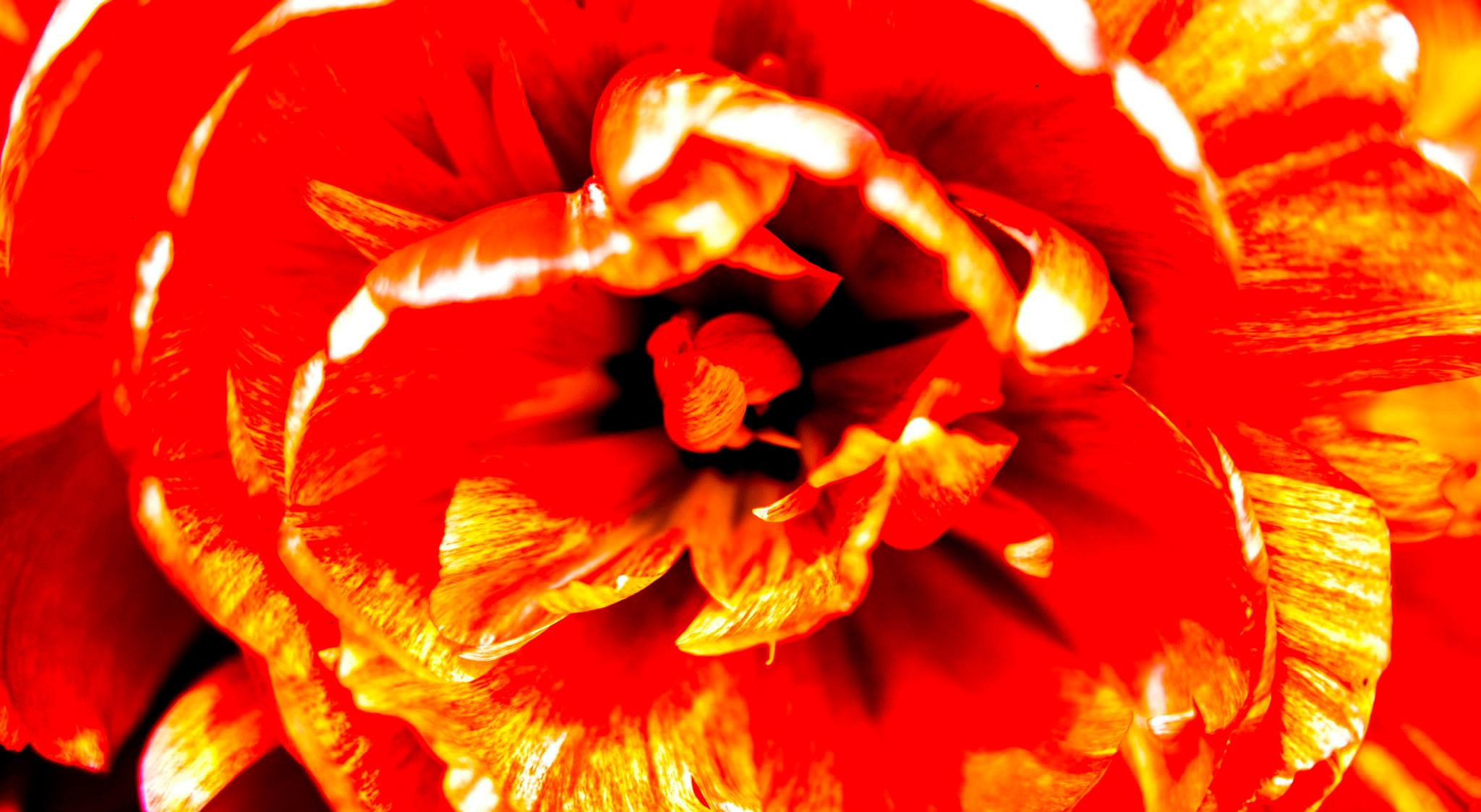 12.Keukenhof — 8 000 000…. Путешествия в формате 360......