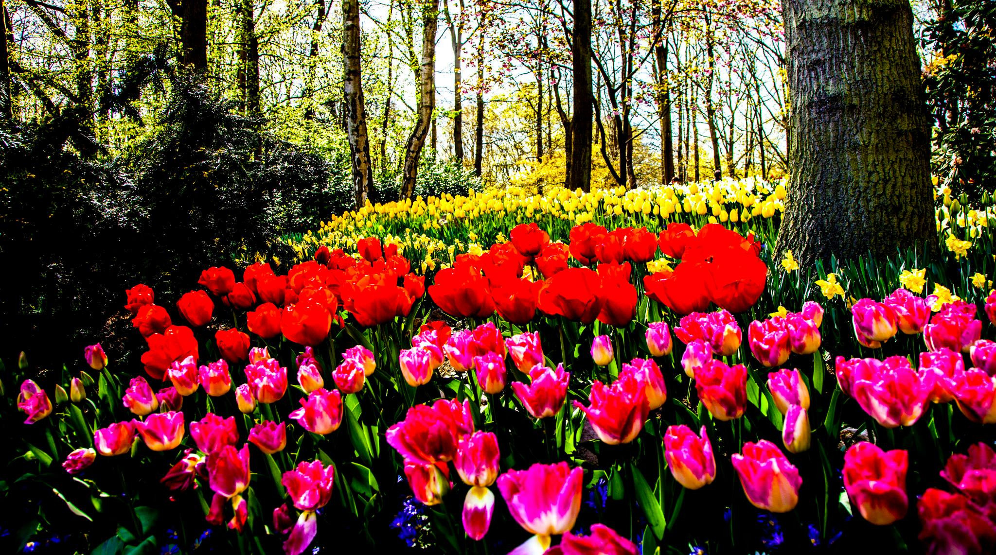 12.Keukenhof — 8 000 000…. Путешествия в формате 360......