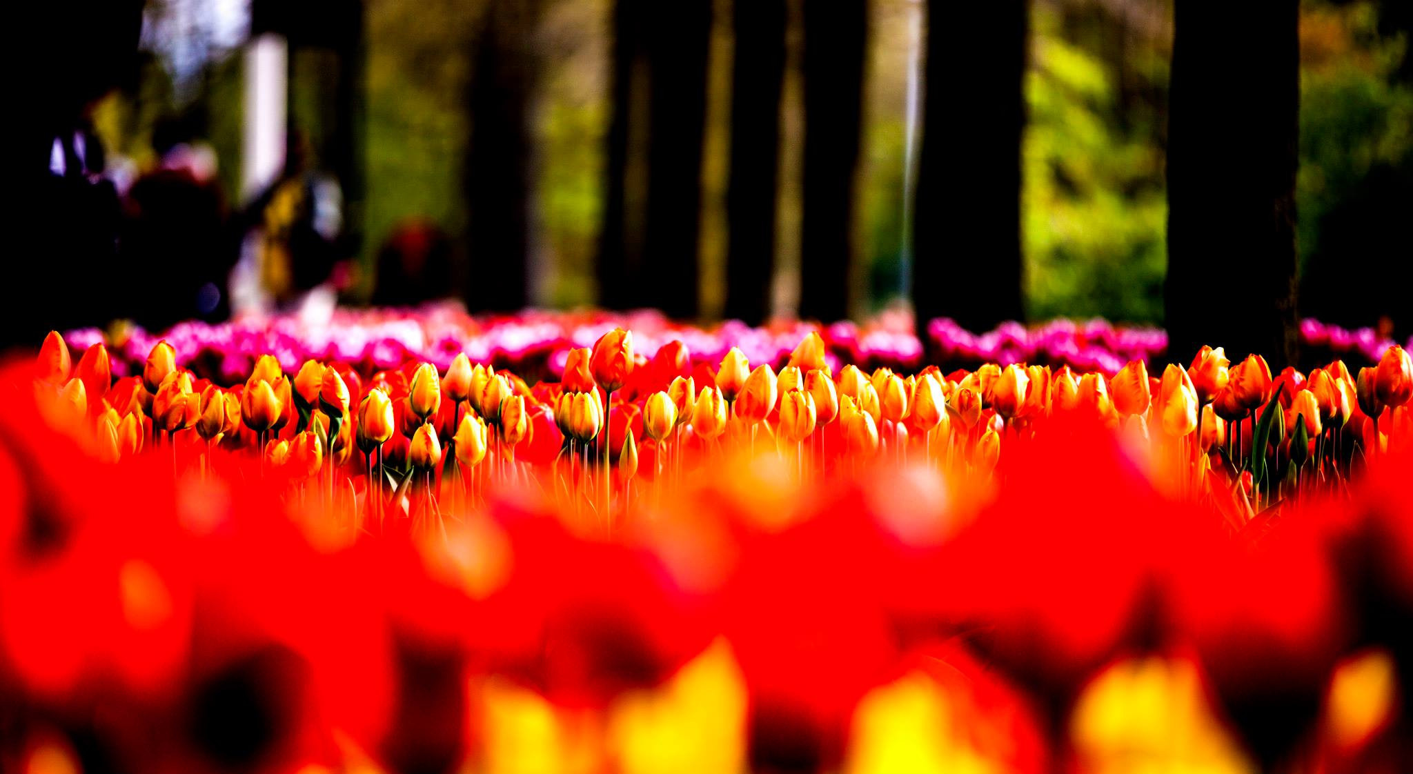 12.Keukenhof — 8 000 000…. Путешествия в формате 360......