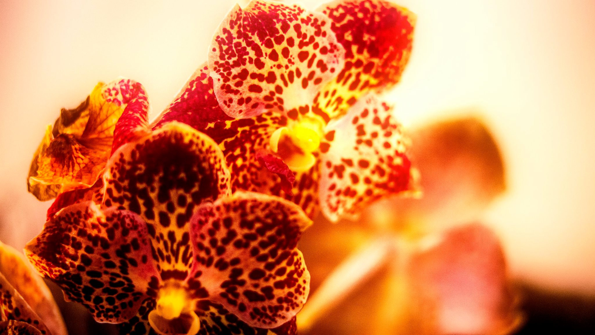 23.Orchids.Drezden. Путешествия в формате 360......