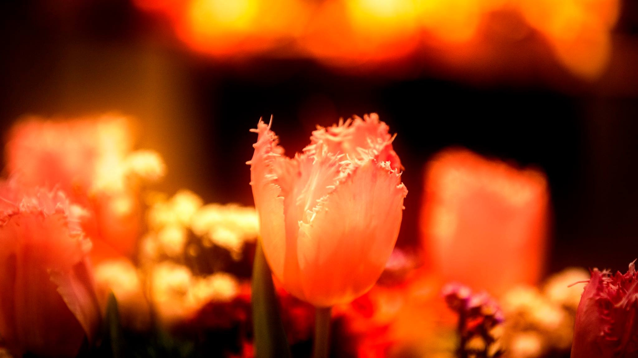 23.Orchids.Drezden. Путешествия в формате 360......