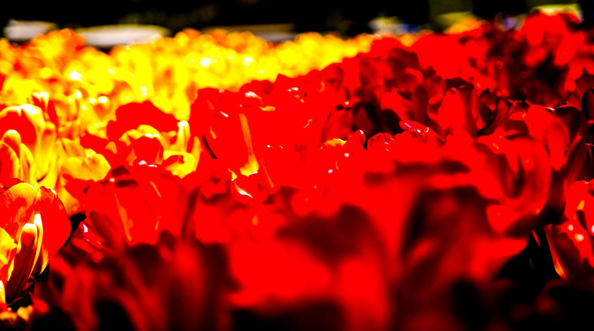 12.Keukenhof — 8 000 000…. Путешествия в формате 360......