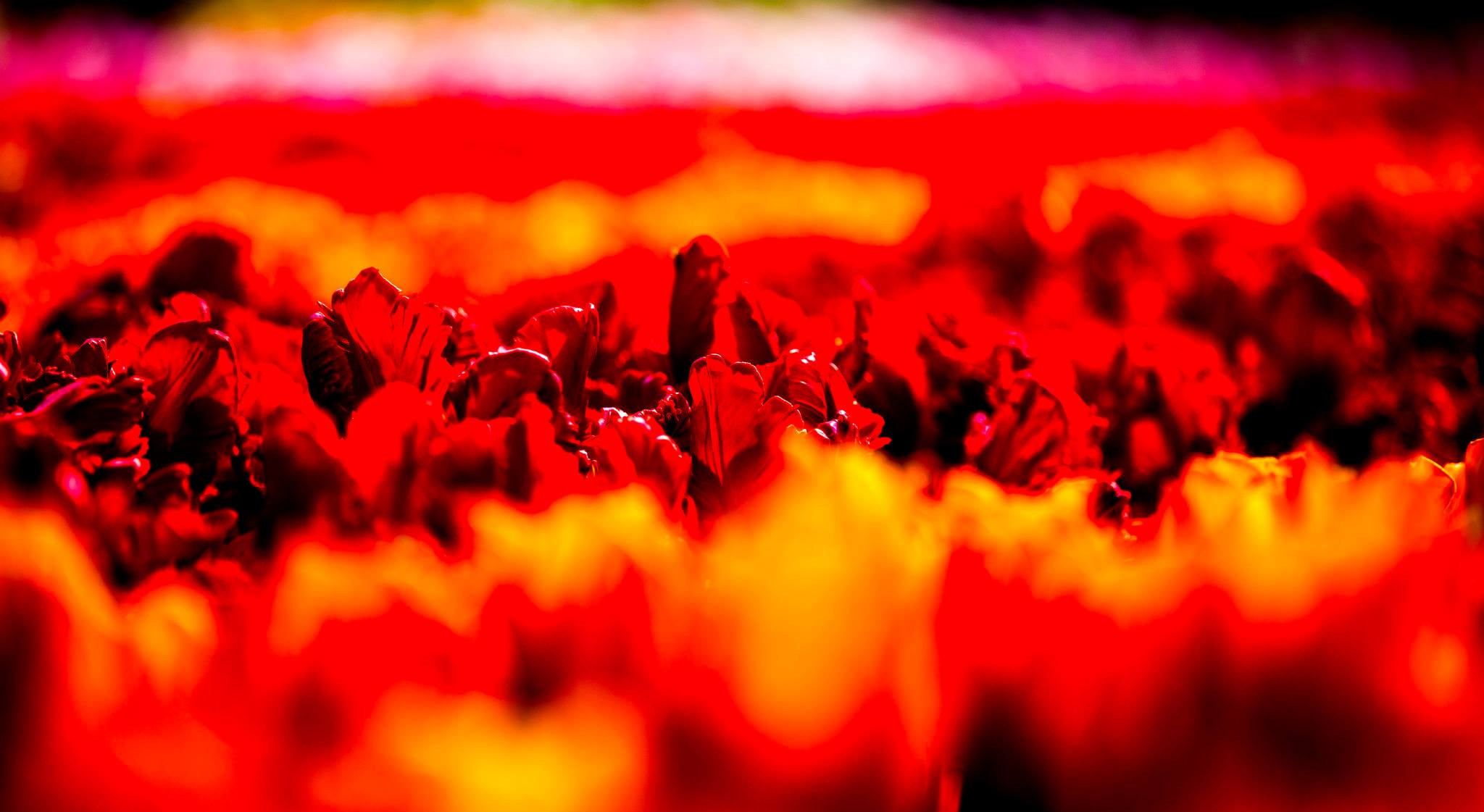 12.Keukenhof — 8 000 000…. Путешествия в формате 360......