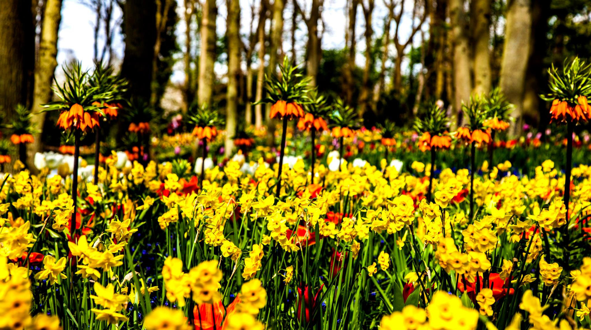 12.Keukenhof — 8 000 000…. Путешествия в формате 360......