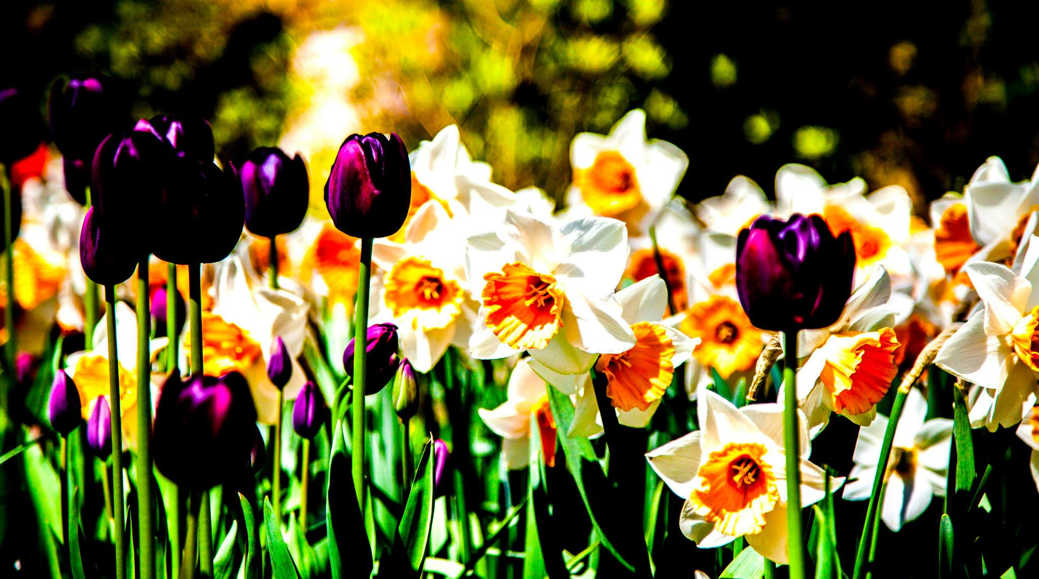 12.Keukenhof — 8 000 000…. Путешествия в формате 360......