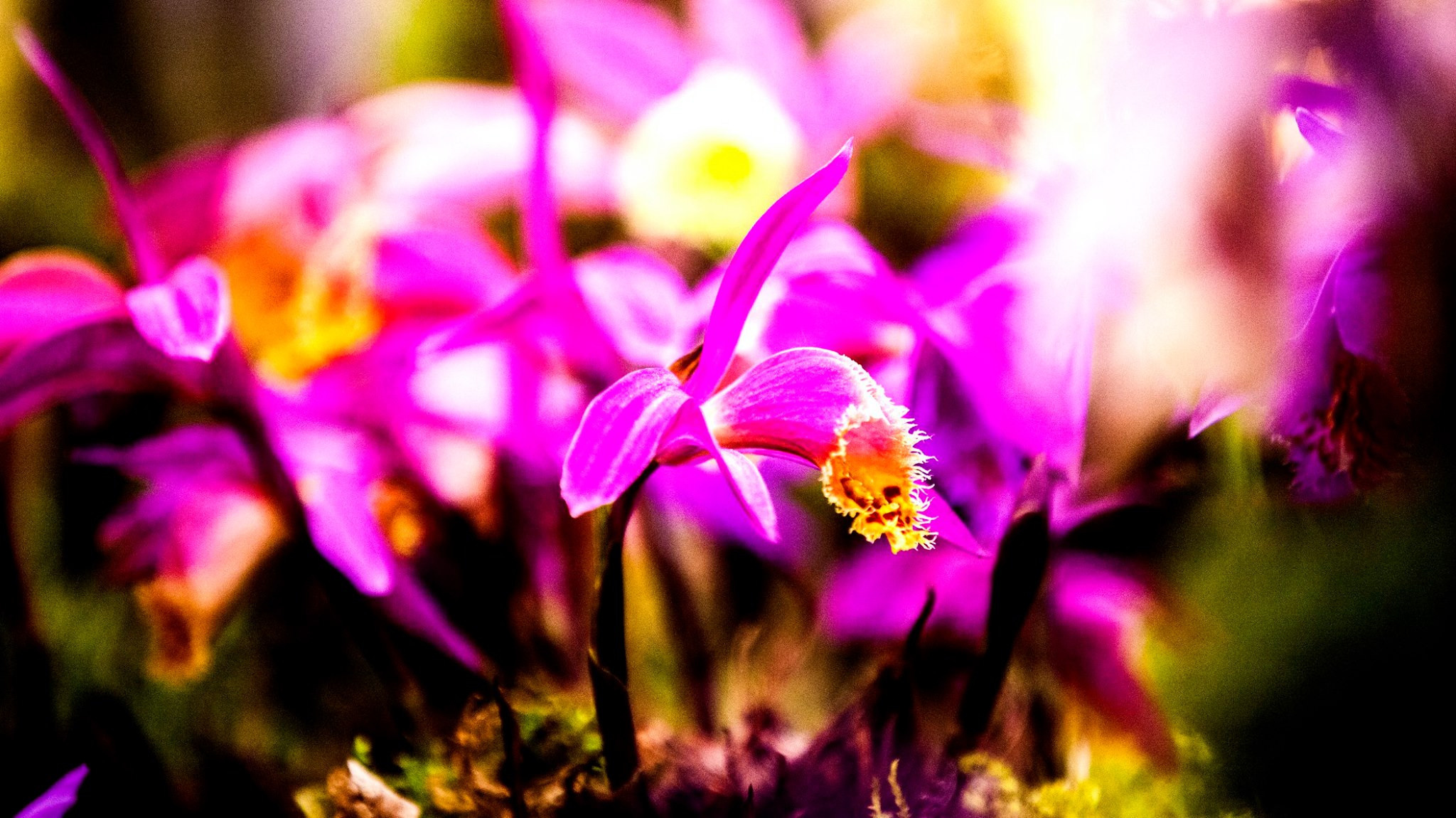 23.Orchids.Drezden. Путешествия в формате 360......