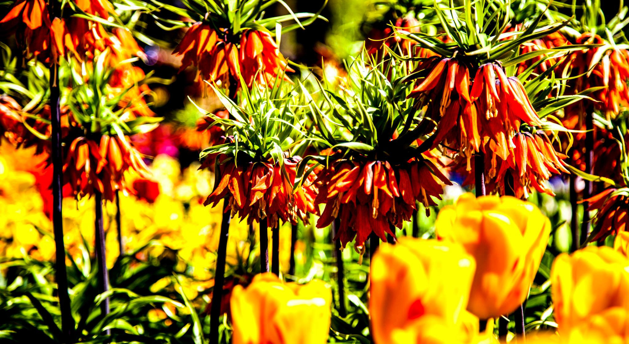 12.Keukenhof — 8 000 000…. Путешествия в формате 360......