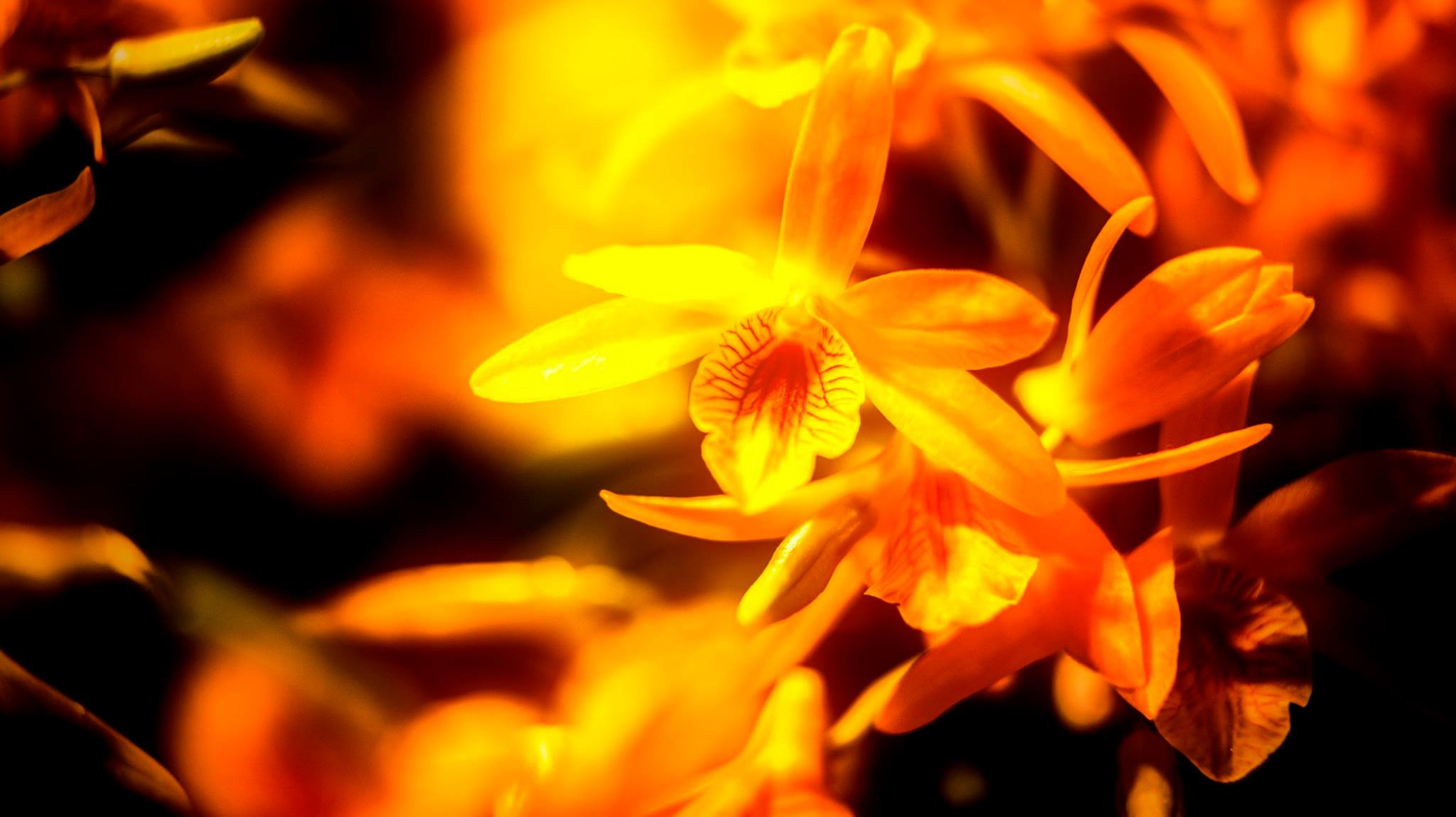 23.Orchids.Drezden. Путешествия в формате 360......