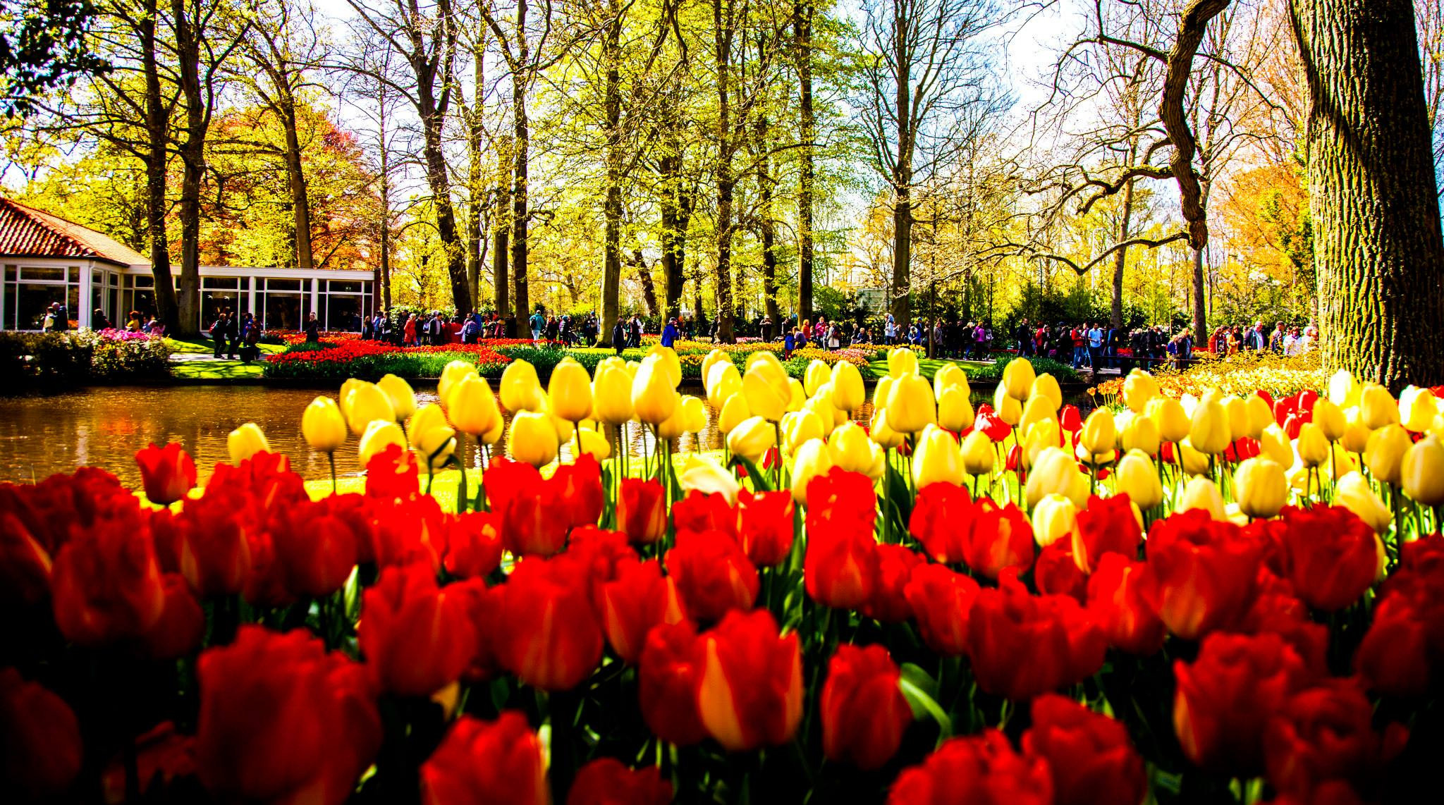12.Keukenhof — 8 000 000…. Путешествия в формате 360......