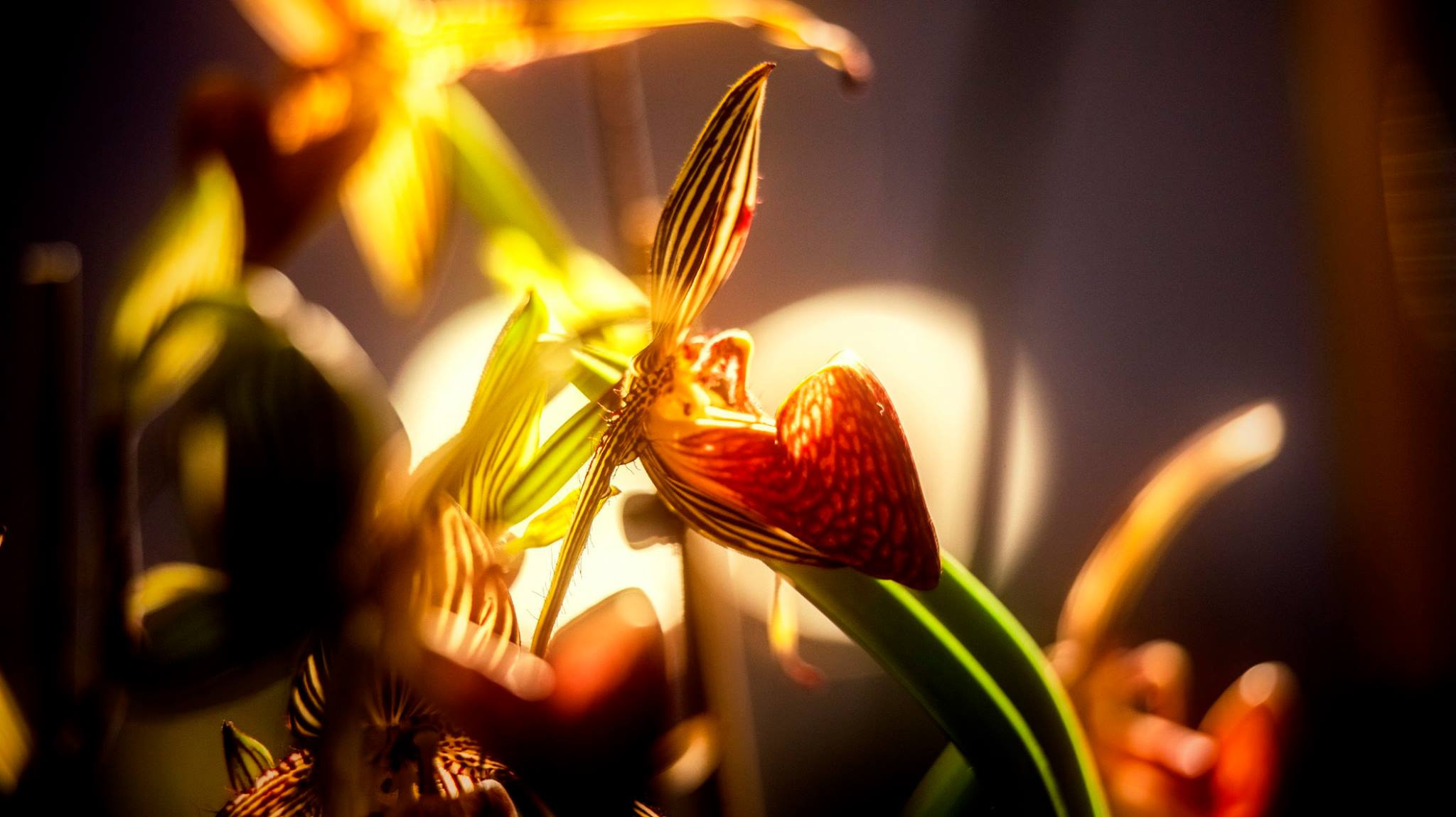 23.Orchids.Drezden. Путешествия в формате 360......