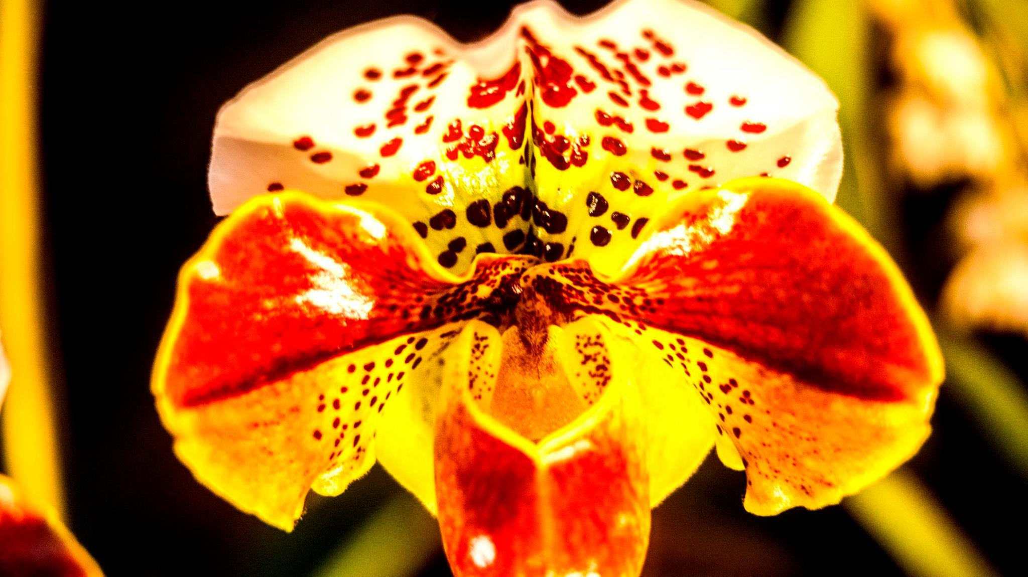 23.Orchids.Drezden. Путешествия в формате 360......