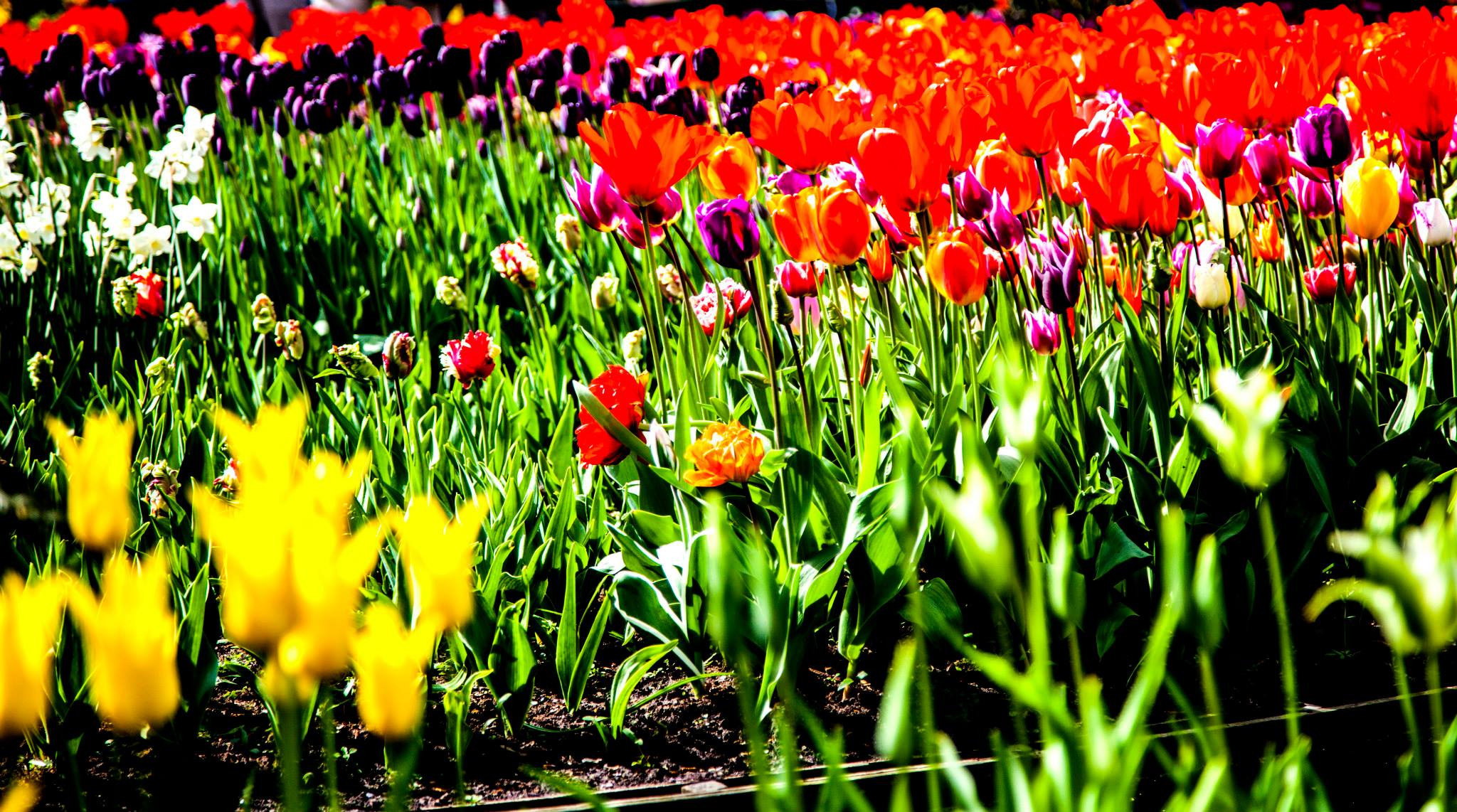12.Keukenhof — 8 000 000…. Путешествия в формате 360......