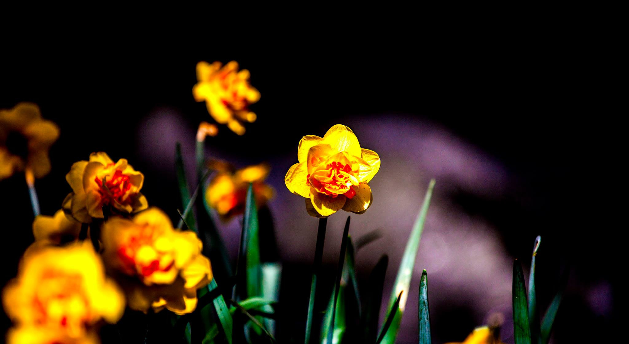12.Keukenhof — 8 000 000…. Путешествия в формате 360......