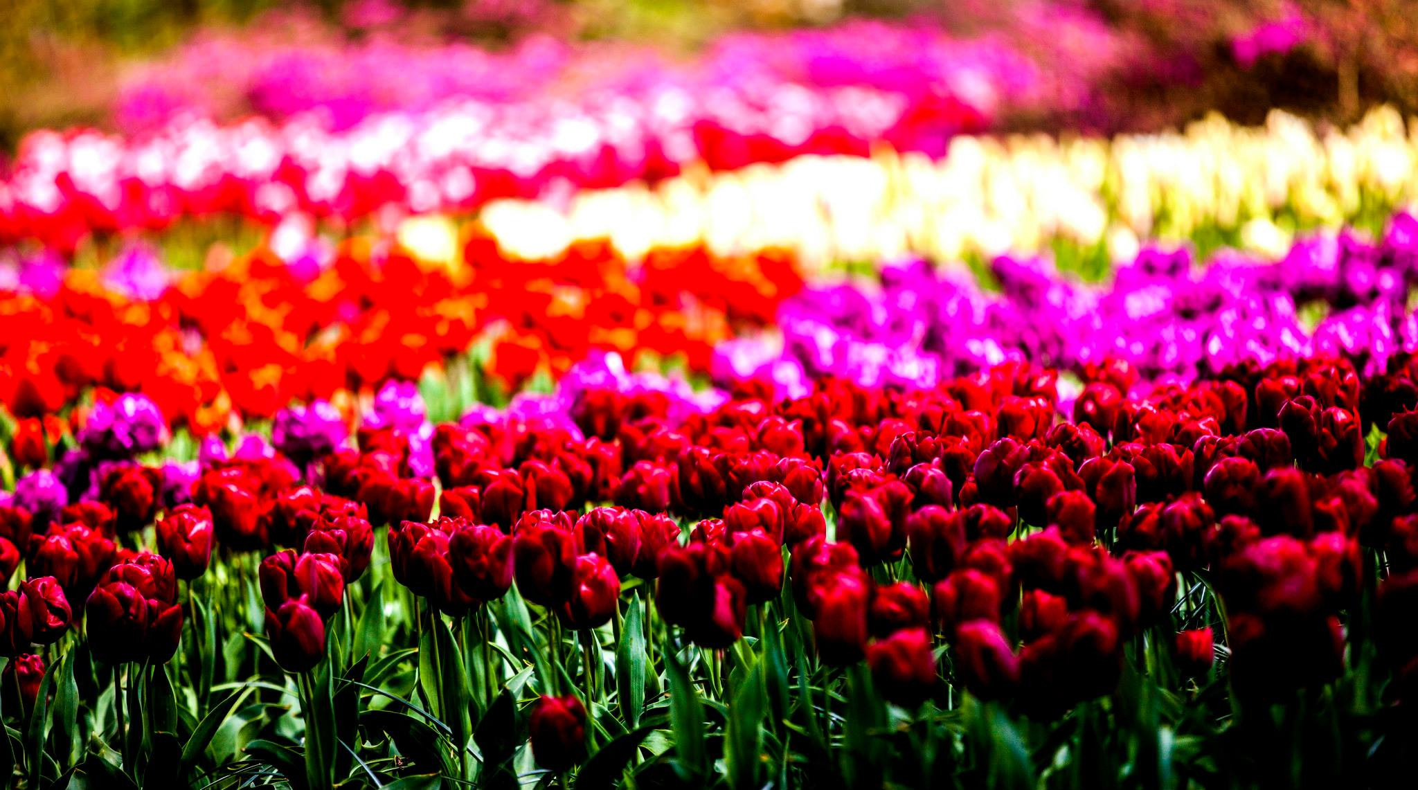 12.Keukenhof — 8 000 000…. Путешествия в формате 360......