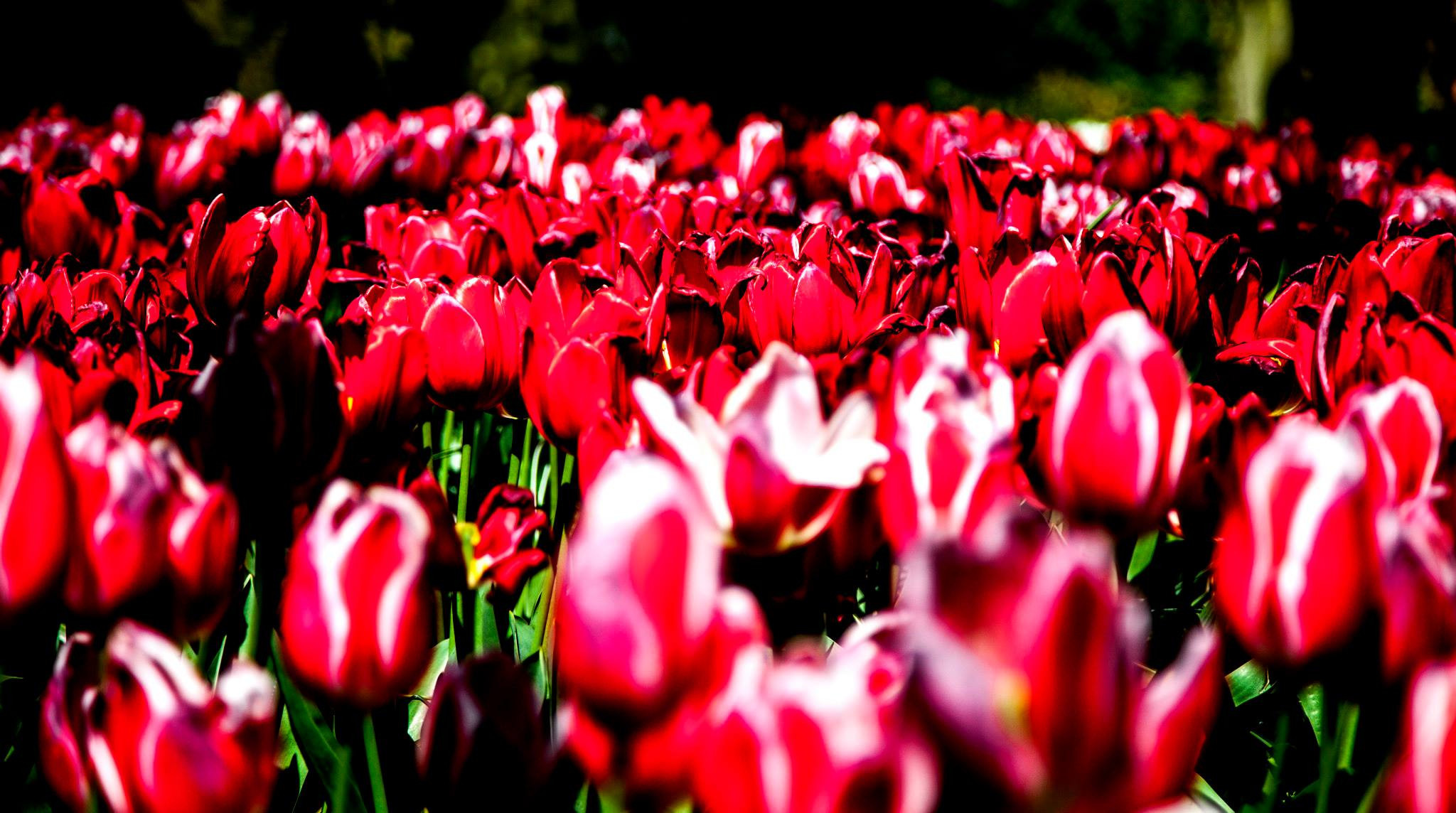 12.Keukenhof — 8 000 000…. Путешествия в формате 360......