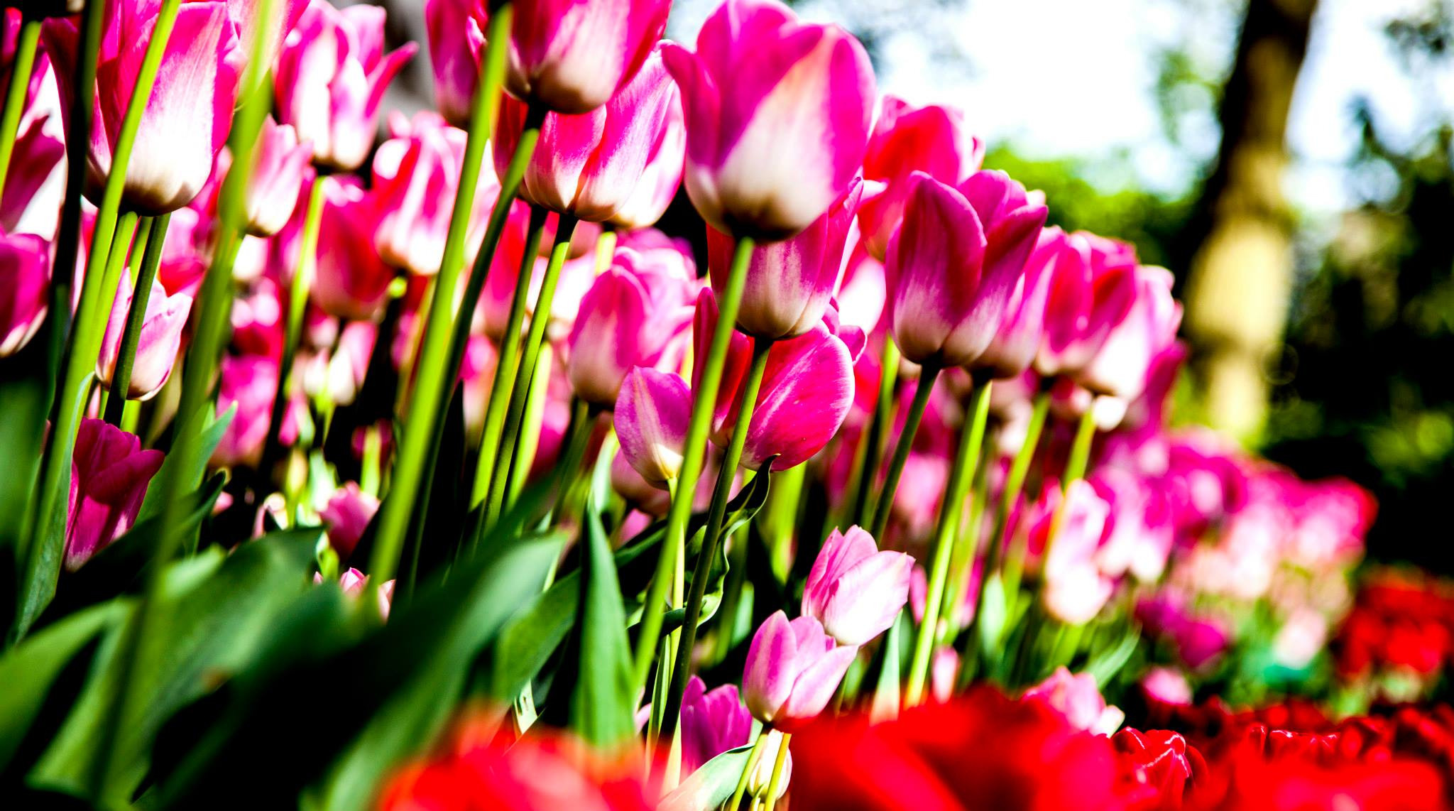 12.Keukenhof — 8 000 000…. Путешествия в формате 360......