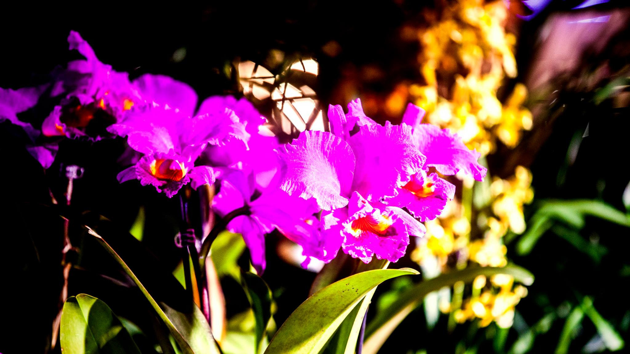 23.Orchids.Drezden. Путешествия в формате 360......