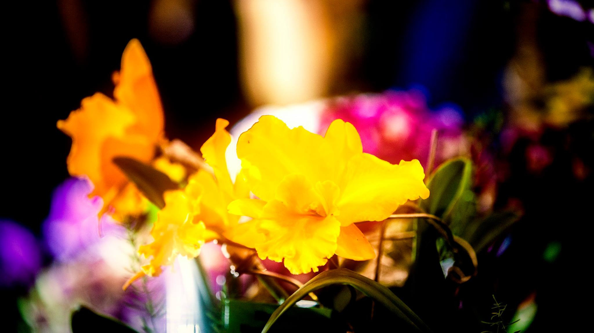 23.Orchids.Drezden. Путешествия в формате 360......