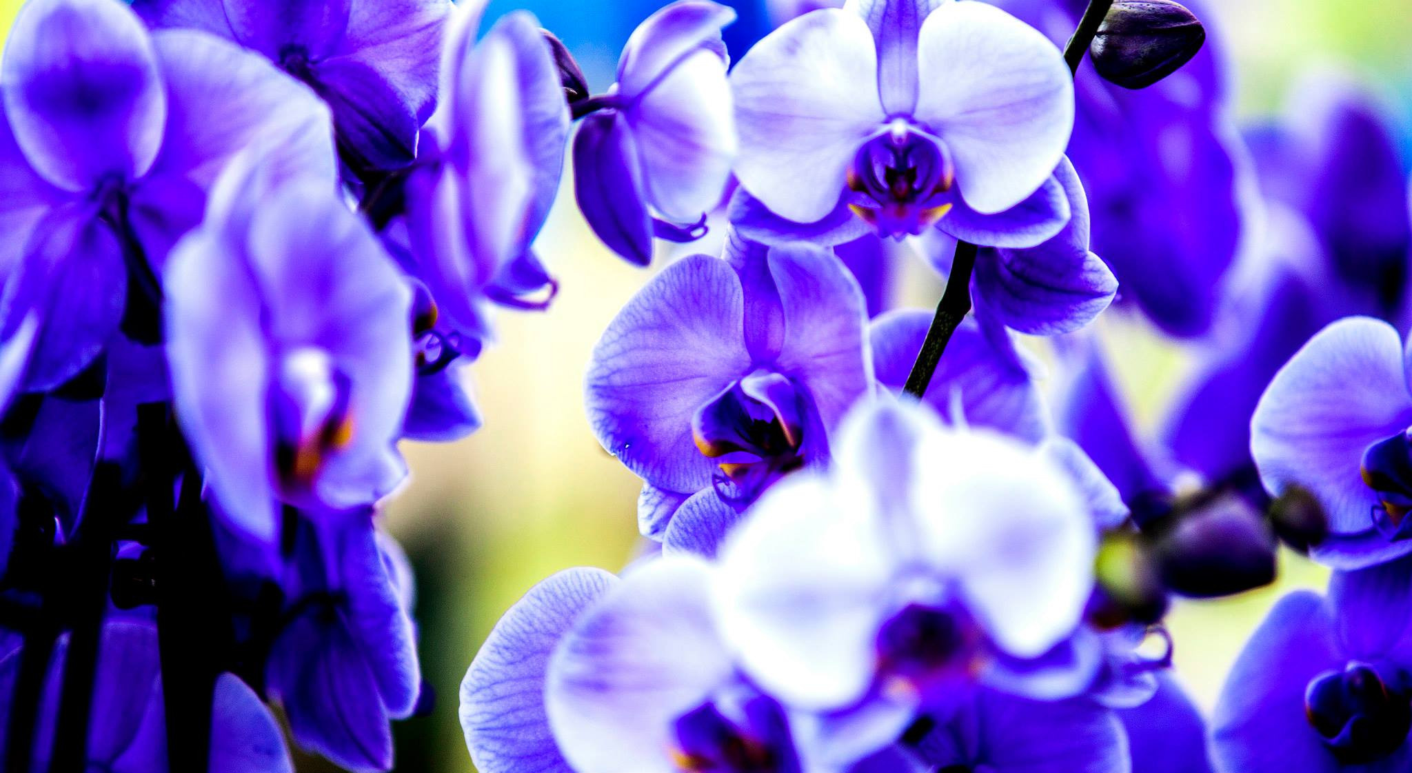 12.Keukenhof — 8 000 000…. Путешествия в формате 360......