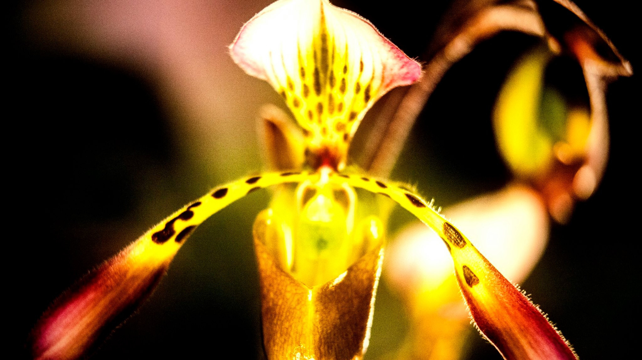 23.Orchids.Drezden. Путешествия в формате 360......