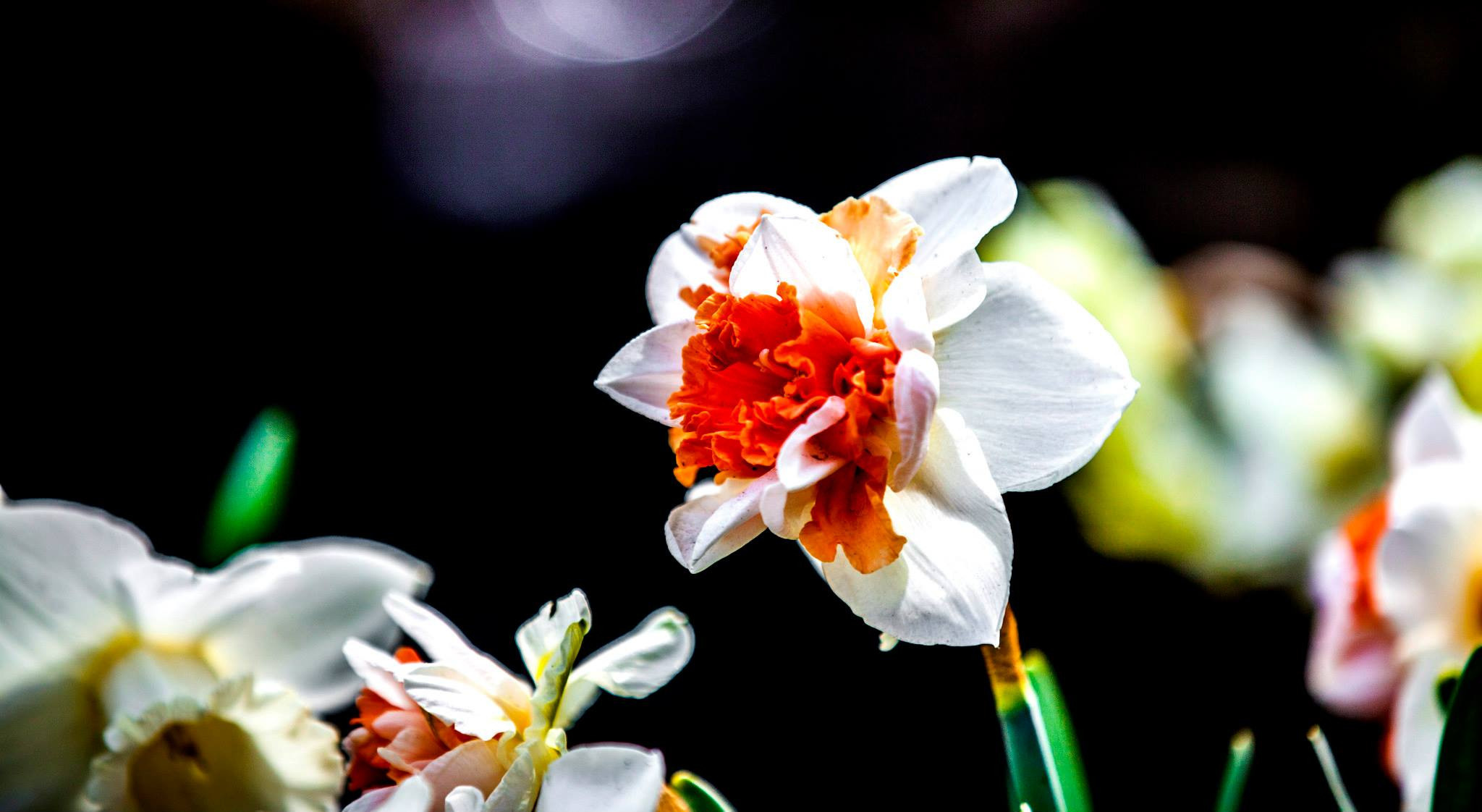 12.Keukenhof — 8 000 000…. Путешествия в формате 360......