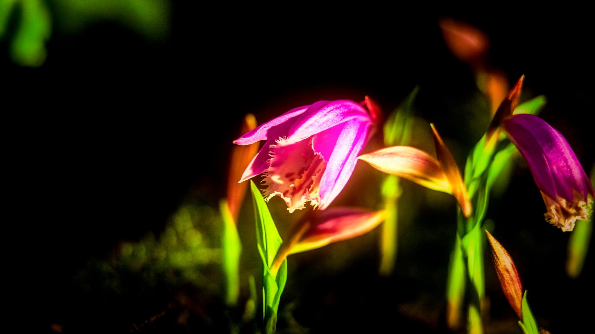 23.Orchids.Drezden. Путешествия в формате 360......