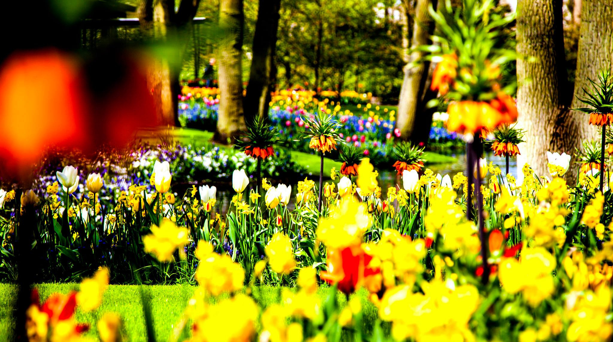 12.Keukenhof — 8 000 000…. Путешествия в формате 360......