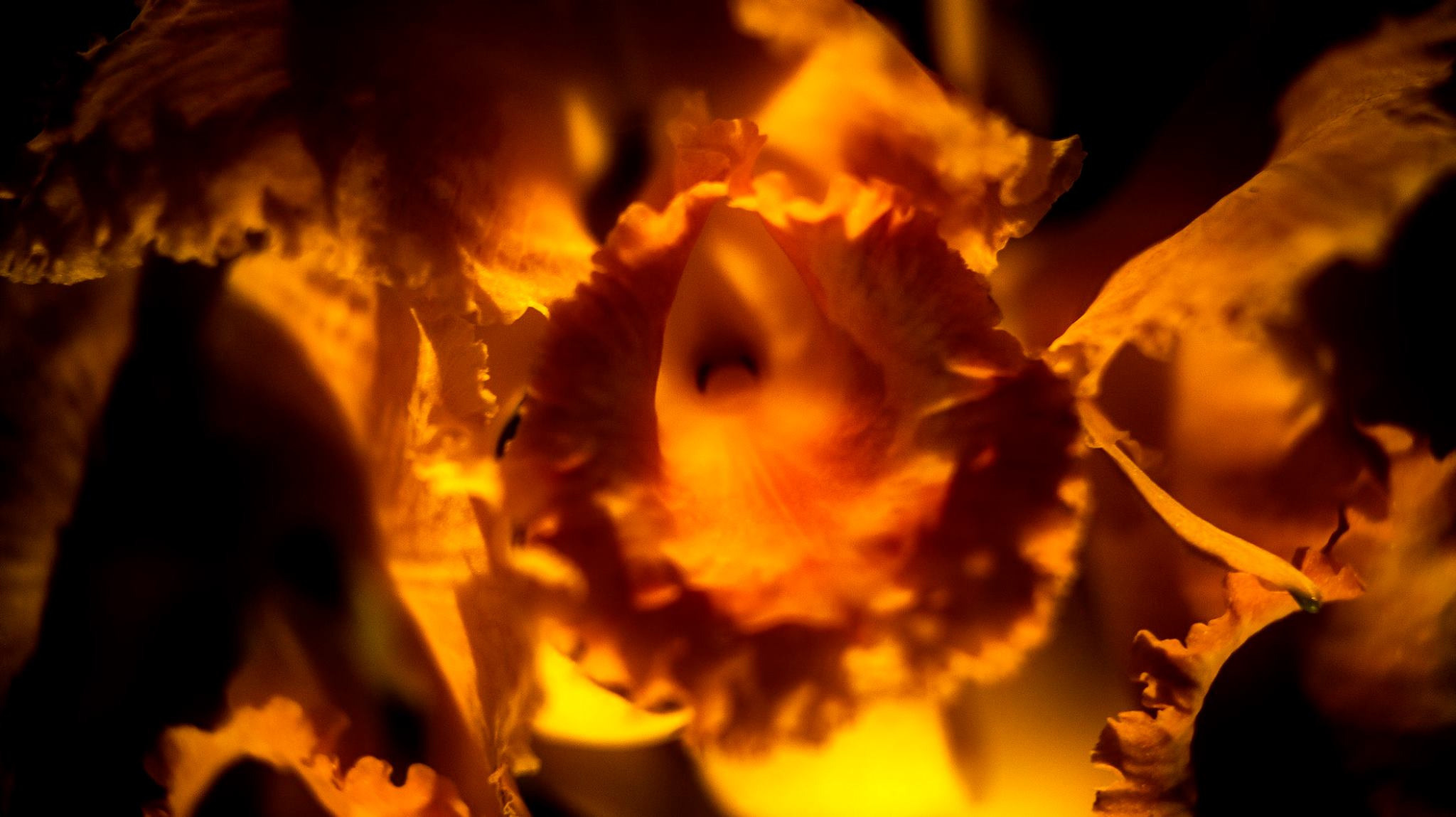 23.Orchids.Drezden. Путешествия в формате 360......