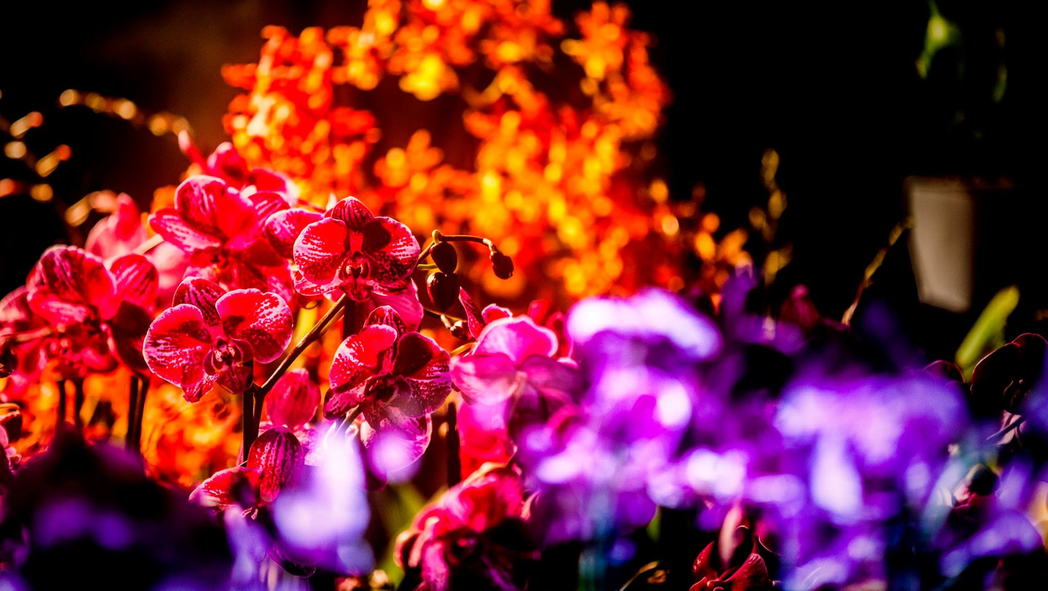 23.Orchids.Drezden. Путешествия в формате 360......