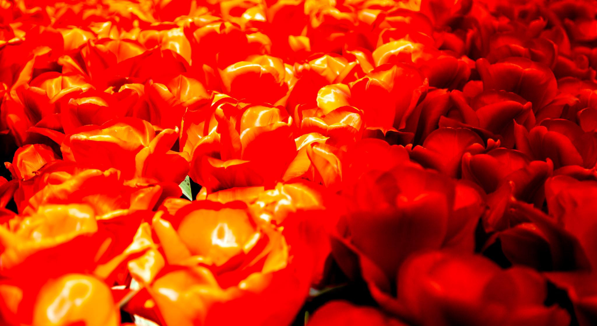 12.Keukenhof — 8 000 000…. Путешествия в формате 360......