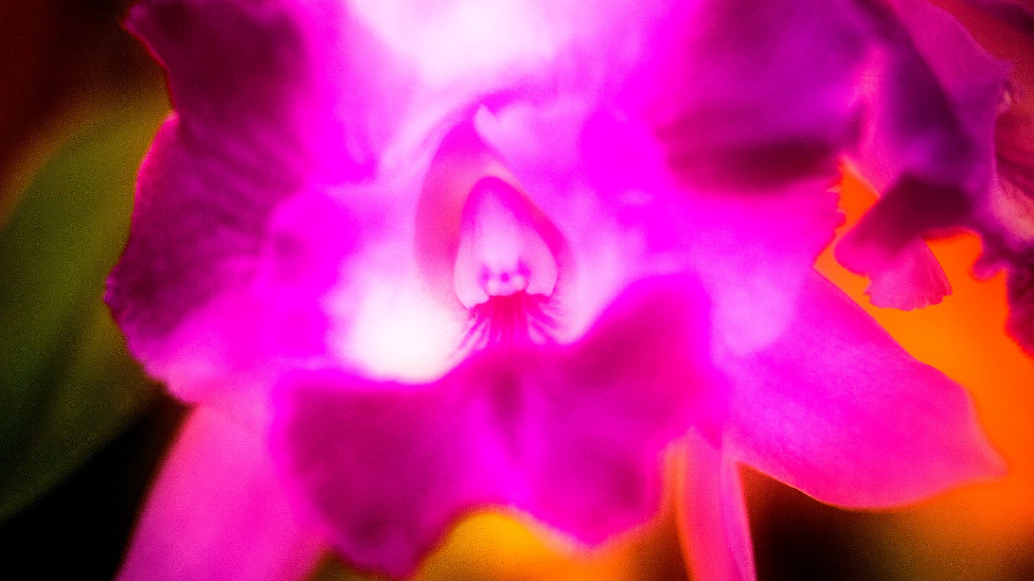 23.Orchids.Drezden. Путешествия в формате 360......