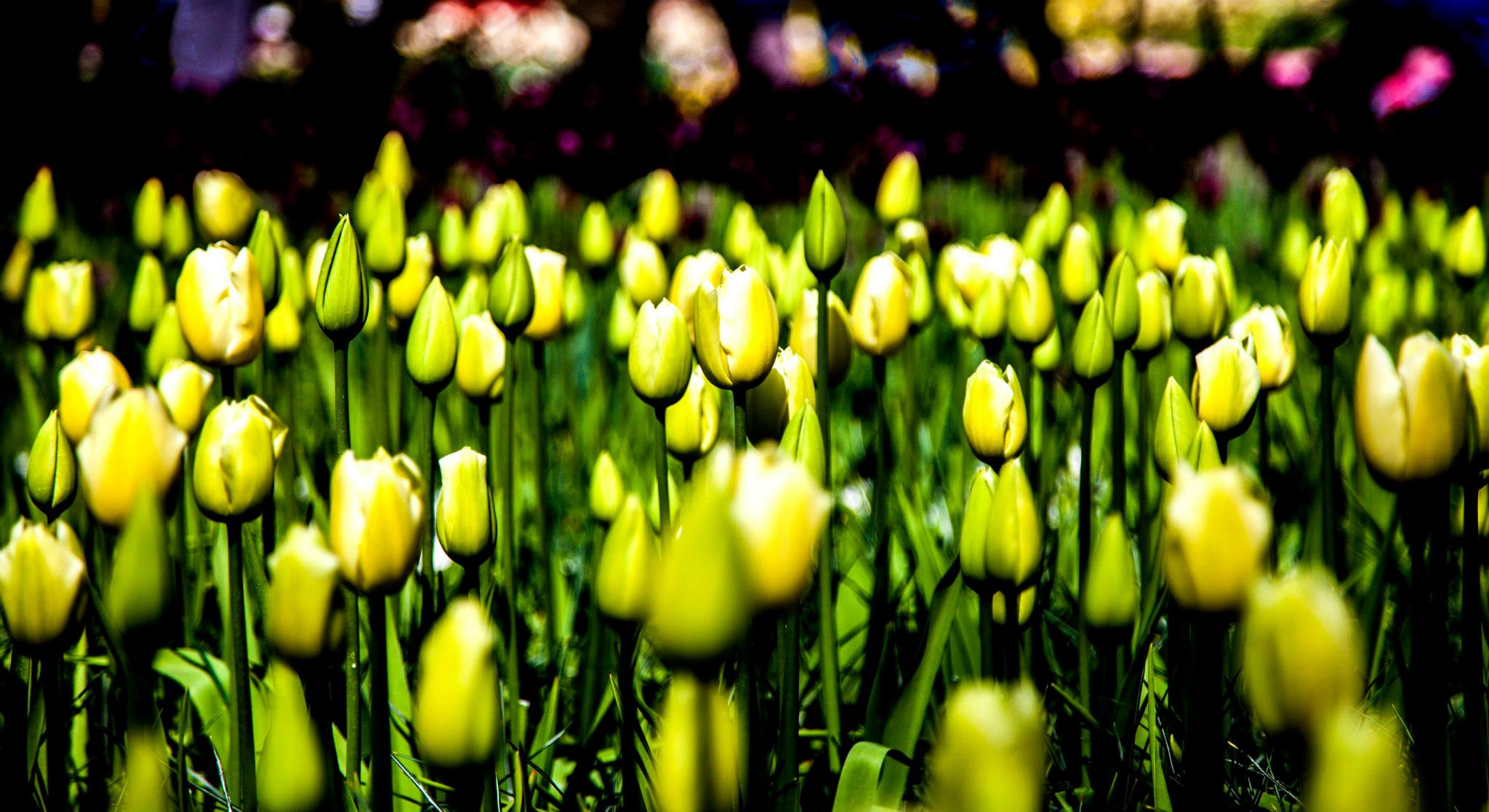 12.Keukenhof — 8 000 000…. Путешествия в формате 360......