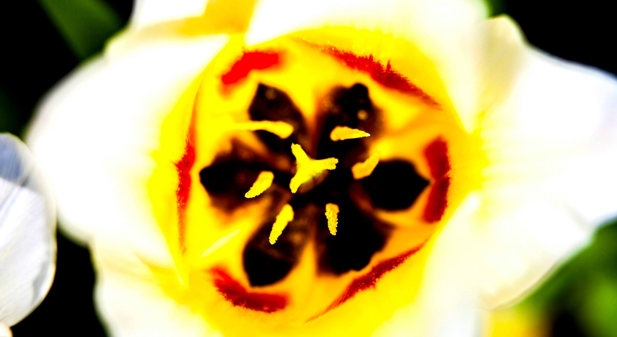 12.Keukenhof — 8 000 000…. Путешествия в формате 360......