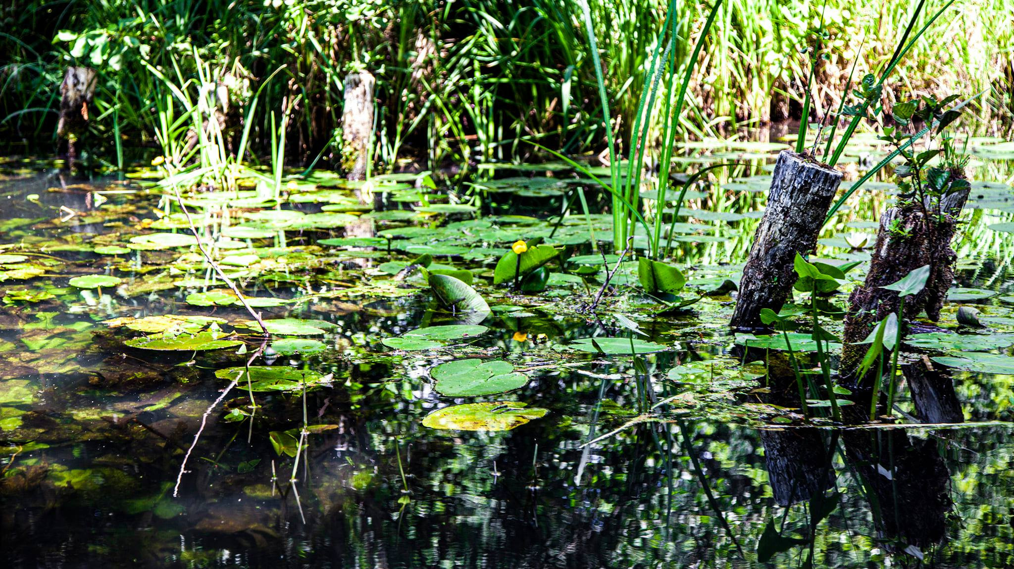 79.Lübbenau/Spreewald.27/6/2020. Путешествия в формате 360......