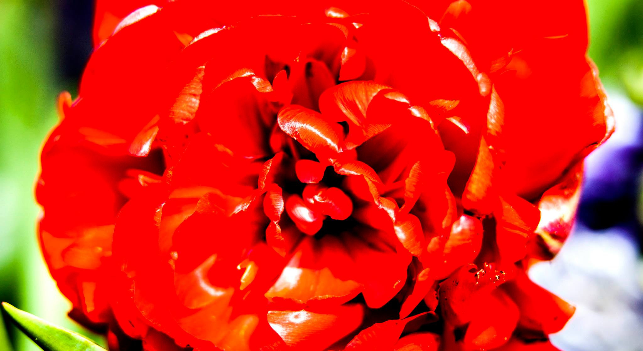 12.Keukenhof — 8 000 000…. Путешествия в формате 360......