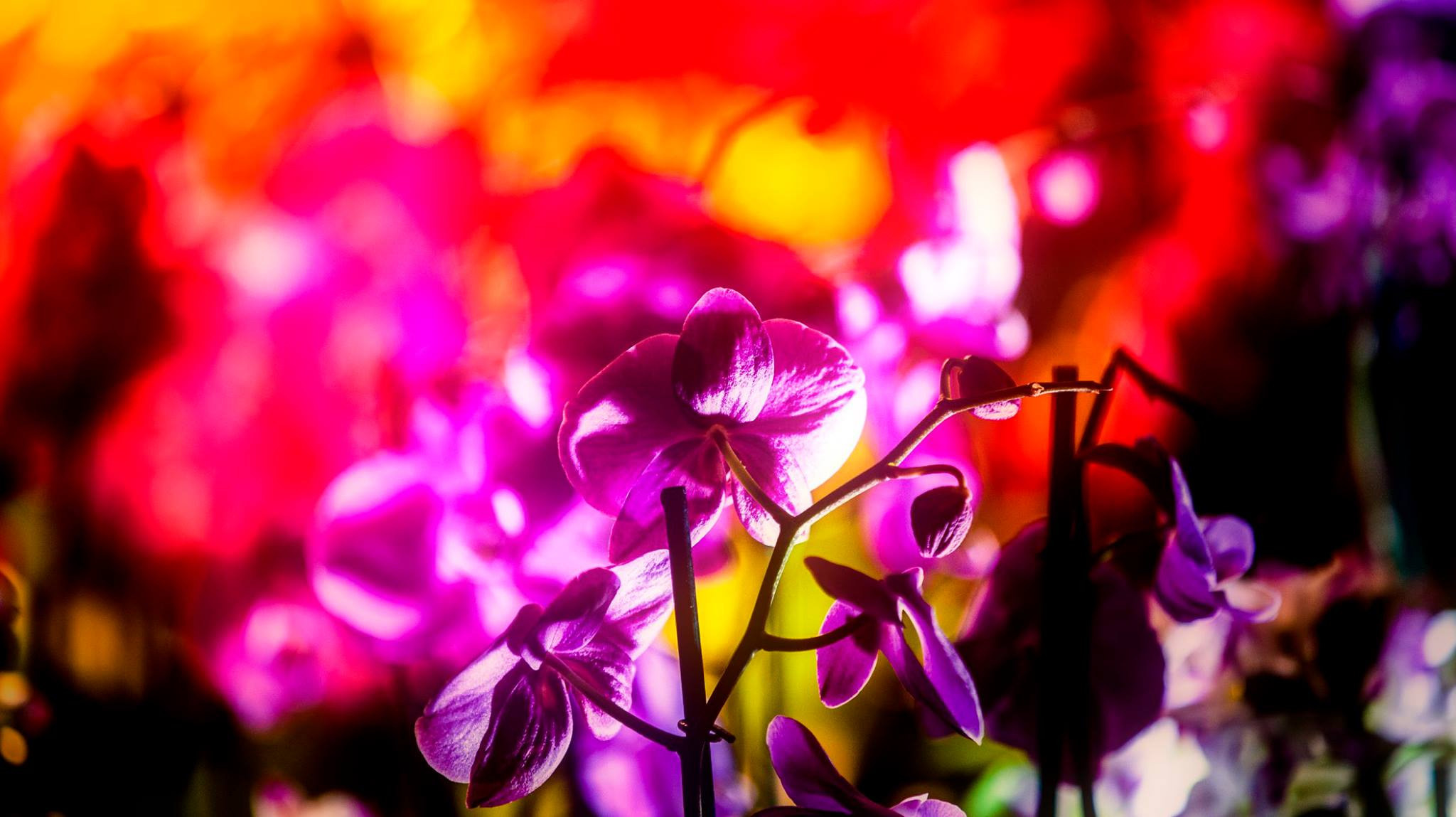 23.Orchids.Drezden. Путешествия в формате 360......