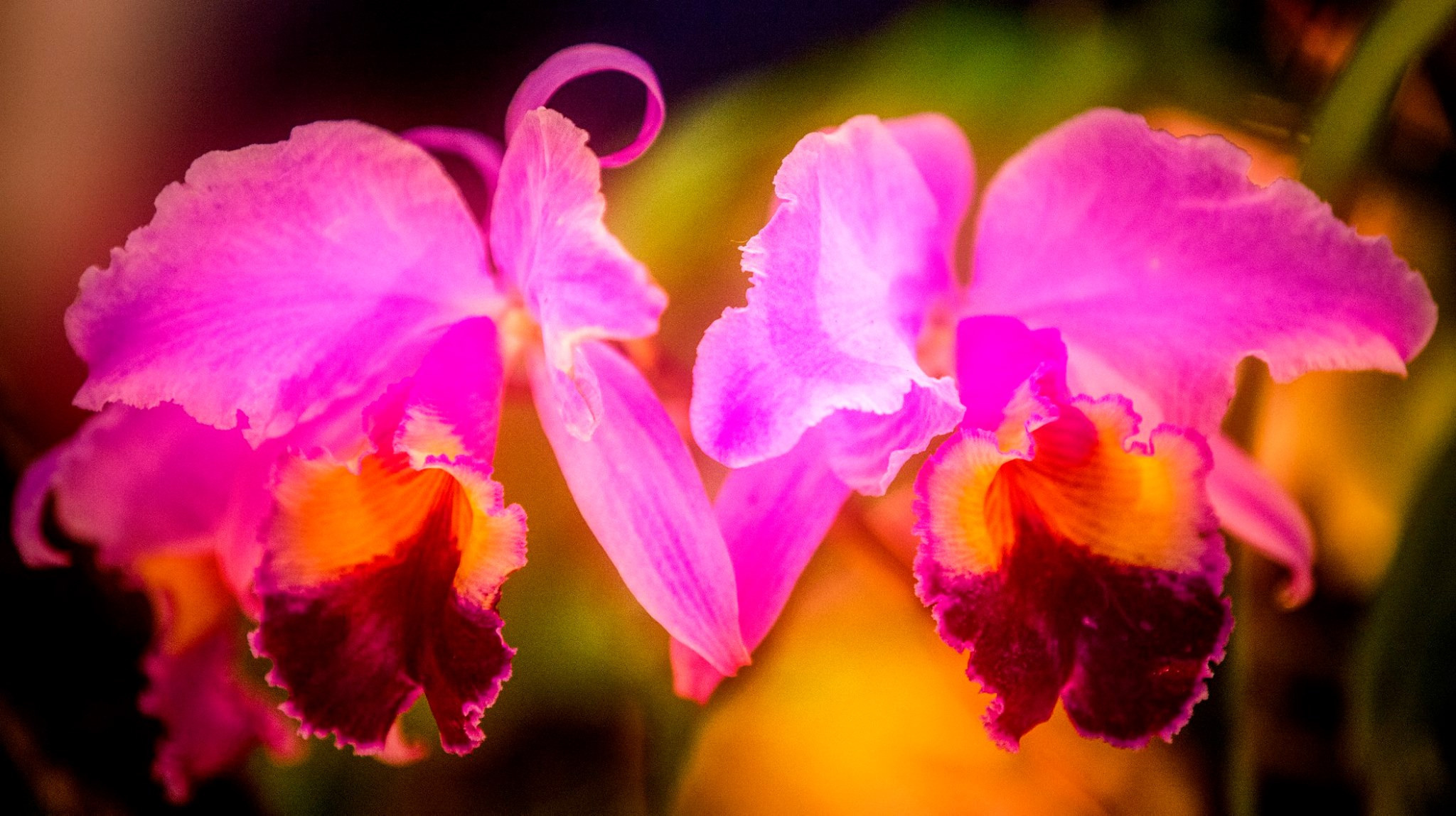 23.Orchids.Drezden. Путешествия в формате 360......