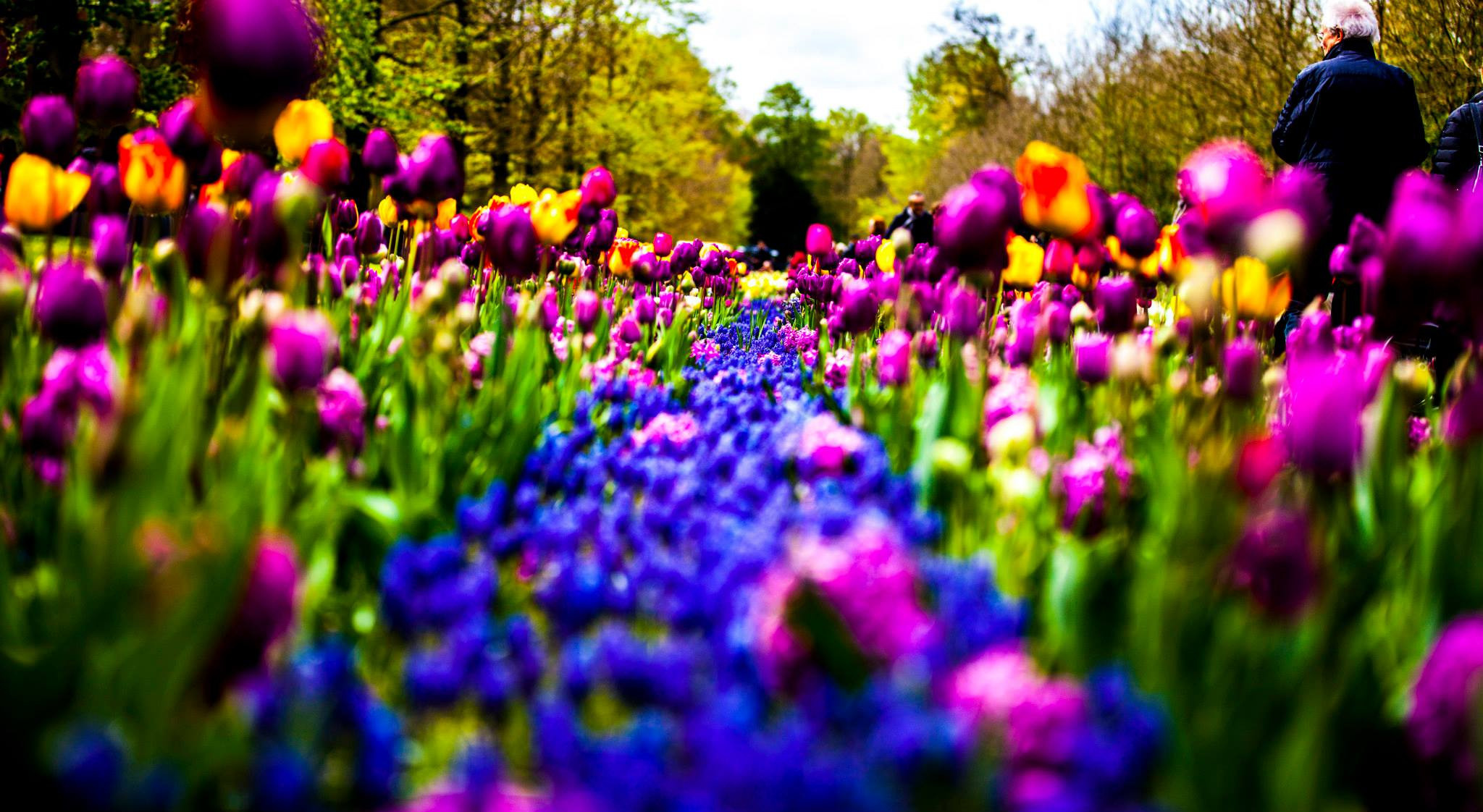 12.Keukenhof — 8 000 000…. Путешествия в формате 360......