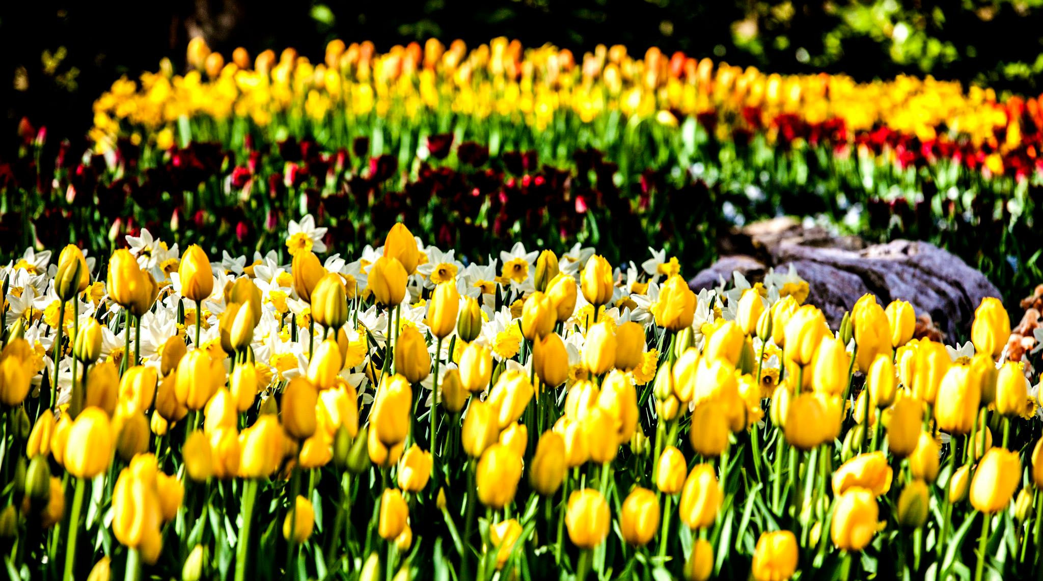 12.Keukenhof — 8 000 000…. Путешествия в формате 360......