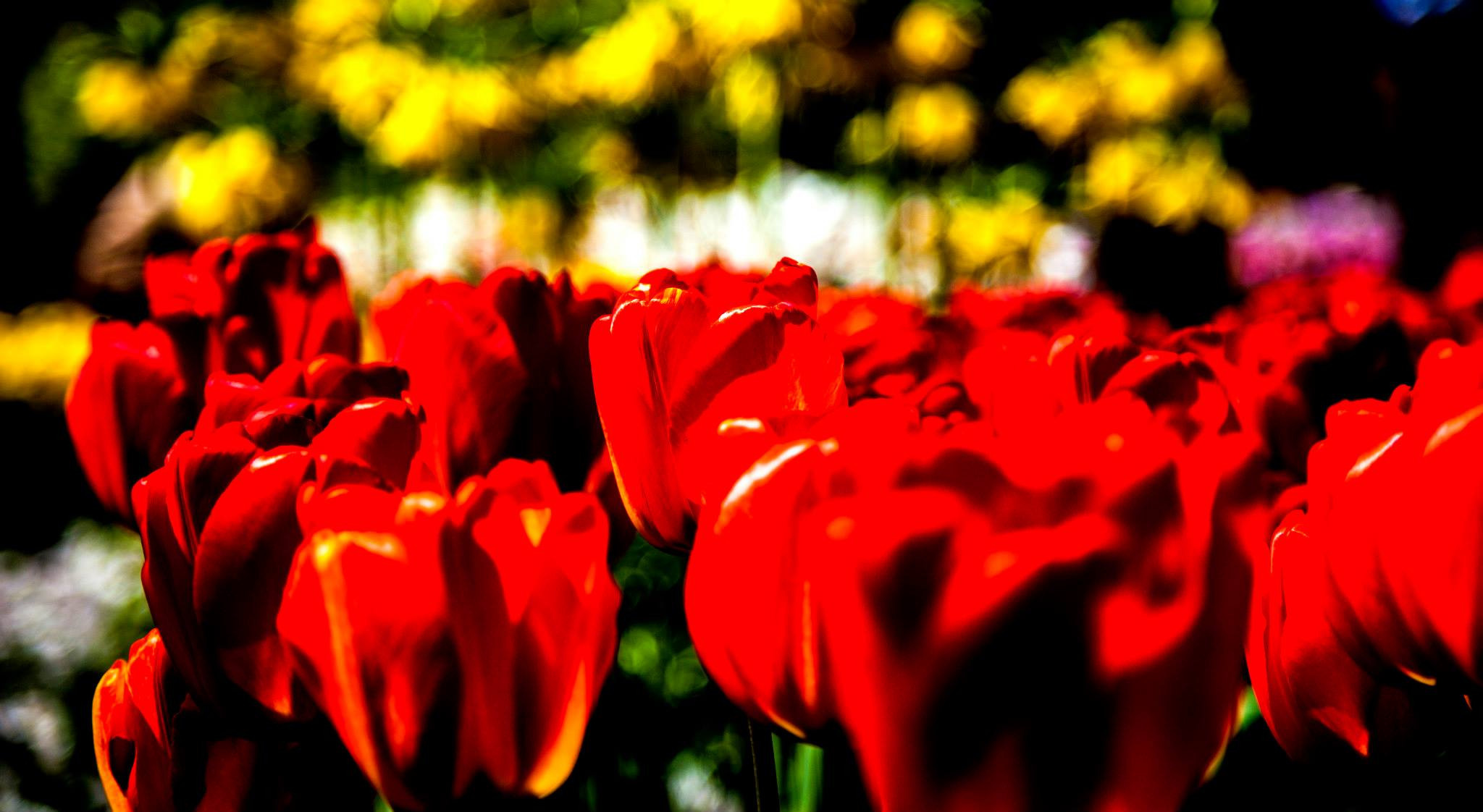 12.Keukenhof — 8 000 000…. Путешествия в формате 360......