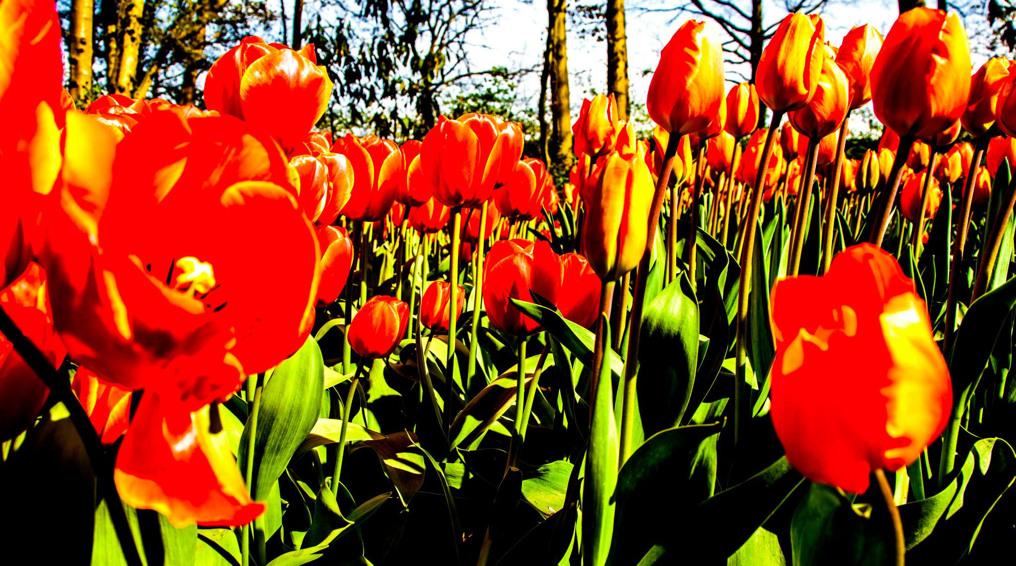 12.Keukenhof — 8 000 000…. Путешествия в формате 360......