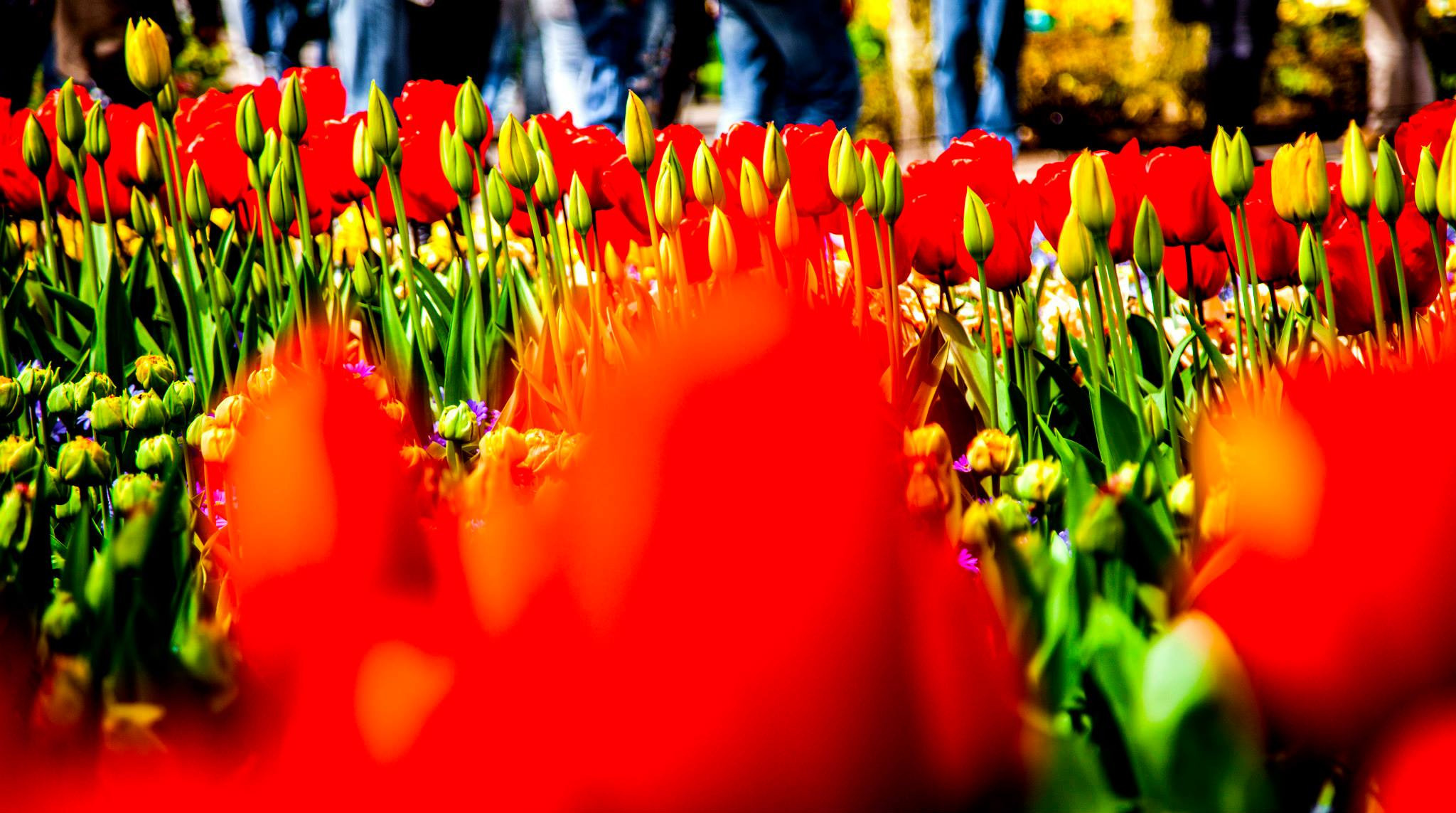12.Keukenhof — 8 000 000…. Путешествия в формате 360......